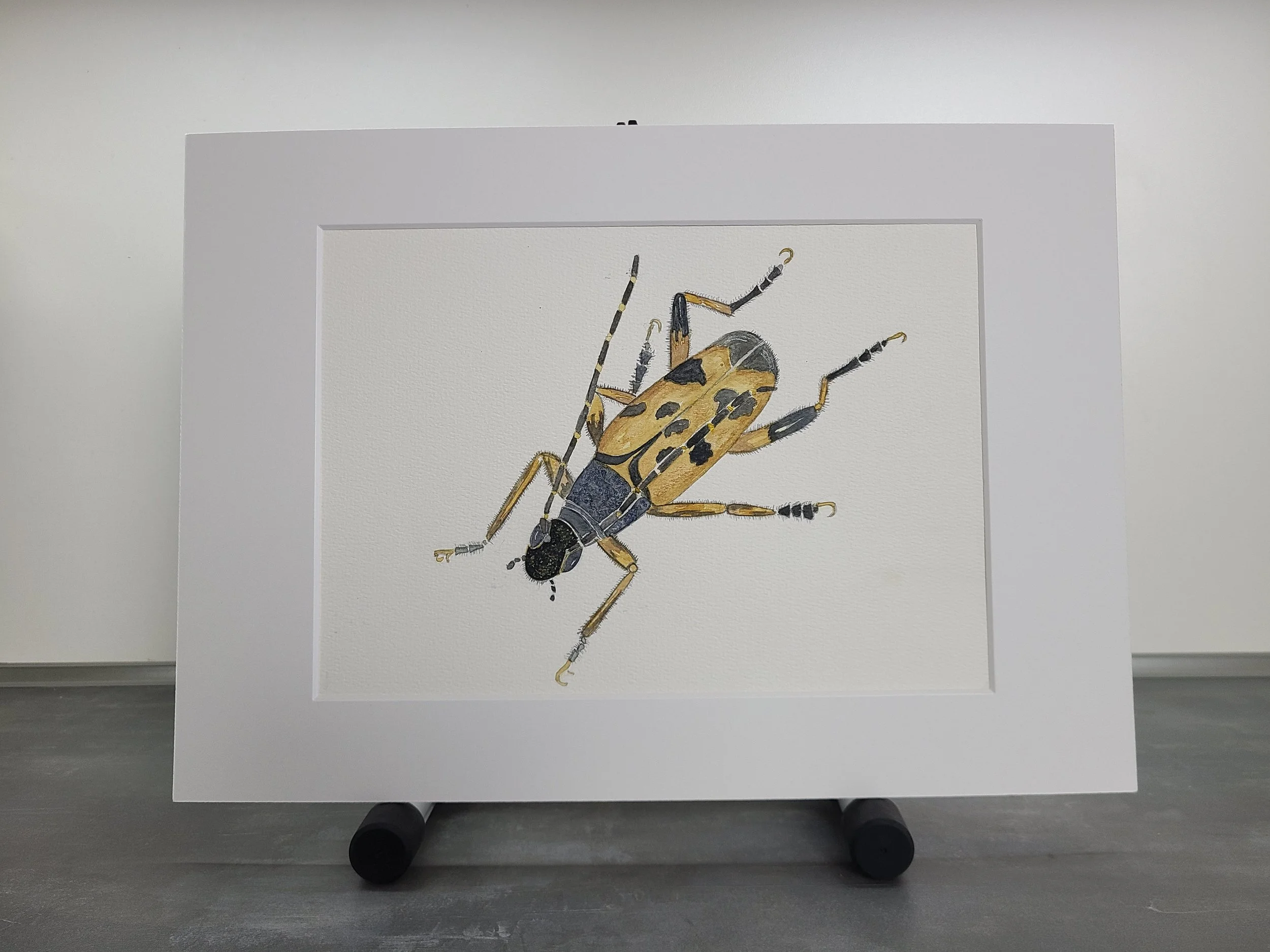 Watercolor - Beetle 2.jpg
