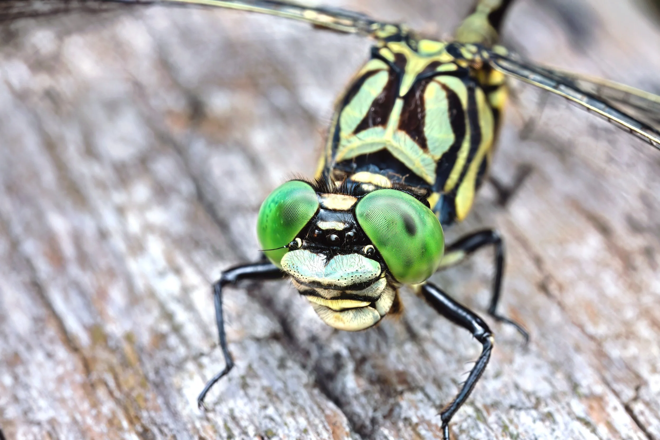 1H7A0382-2-(2880x1920-Q75).jpg