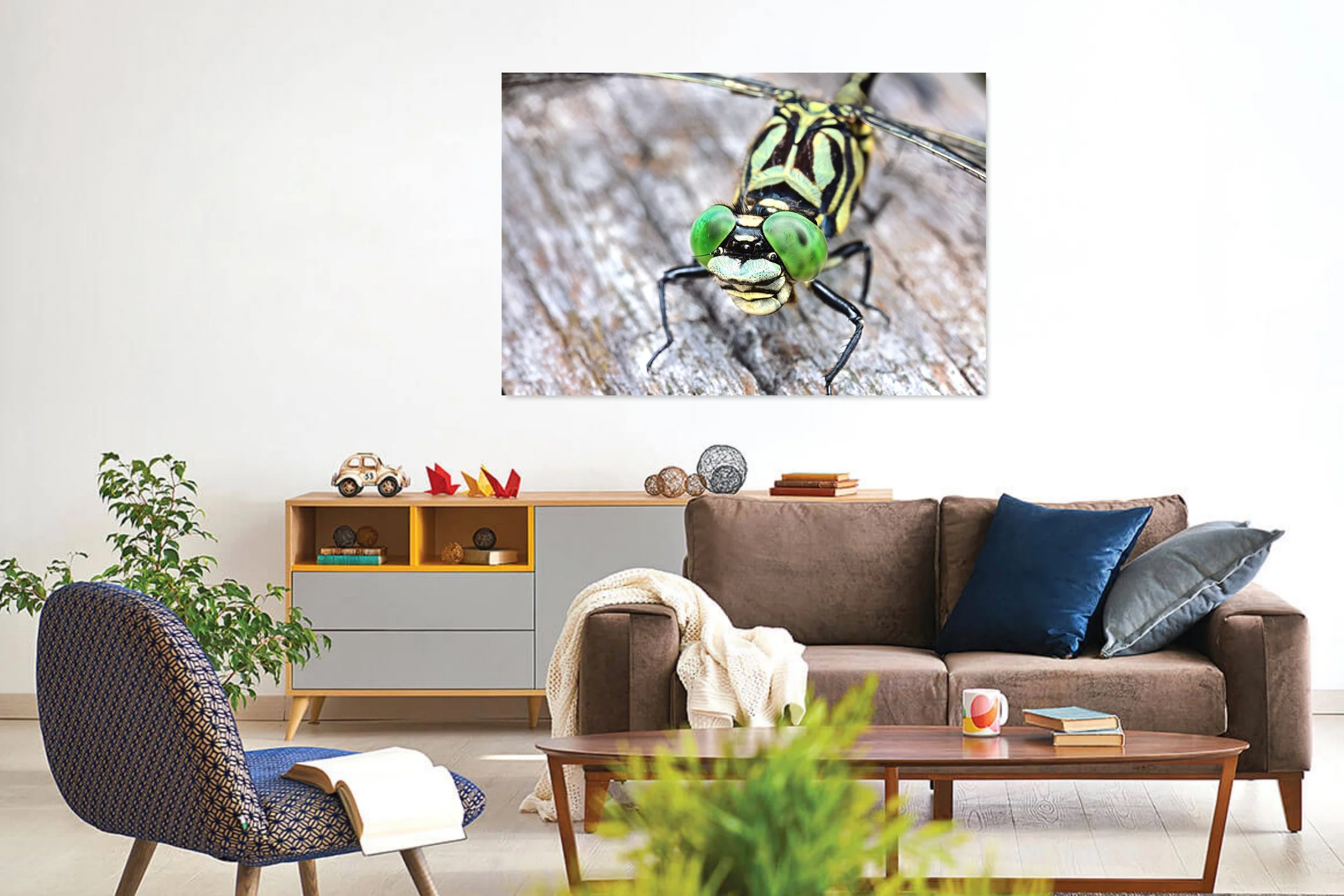 Small-Pincertail-in-Living-Room.jpg