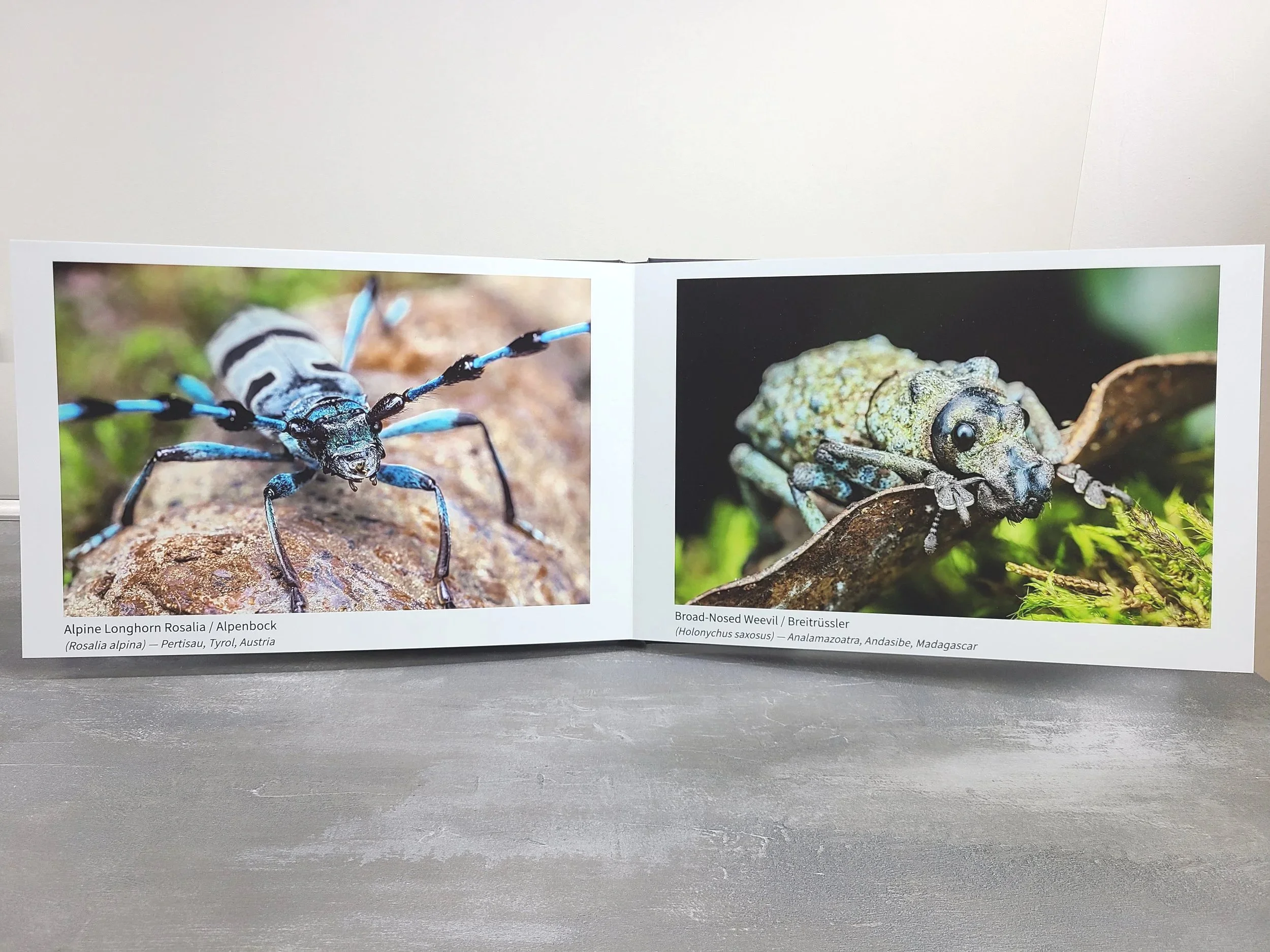 Photobook+-+Rosalia+and+Weevil.jpg