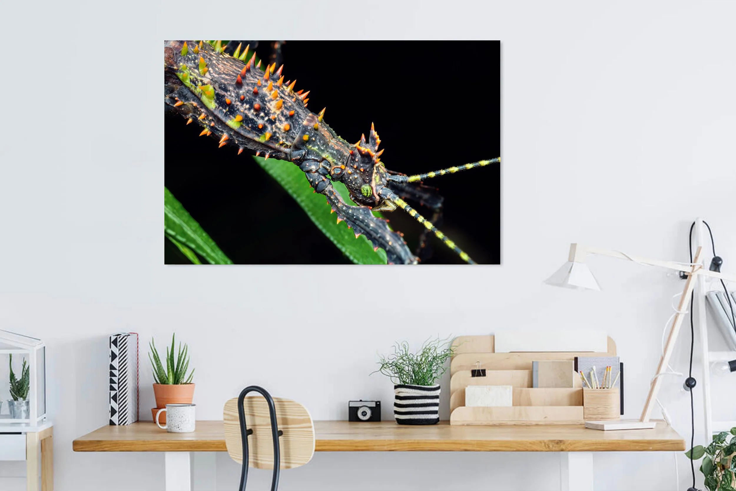 Spiny-Stick-Insect-in-Home-Office.jpg