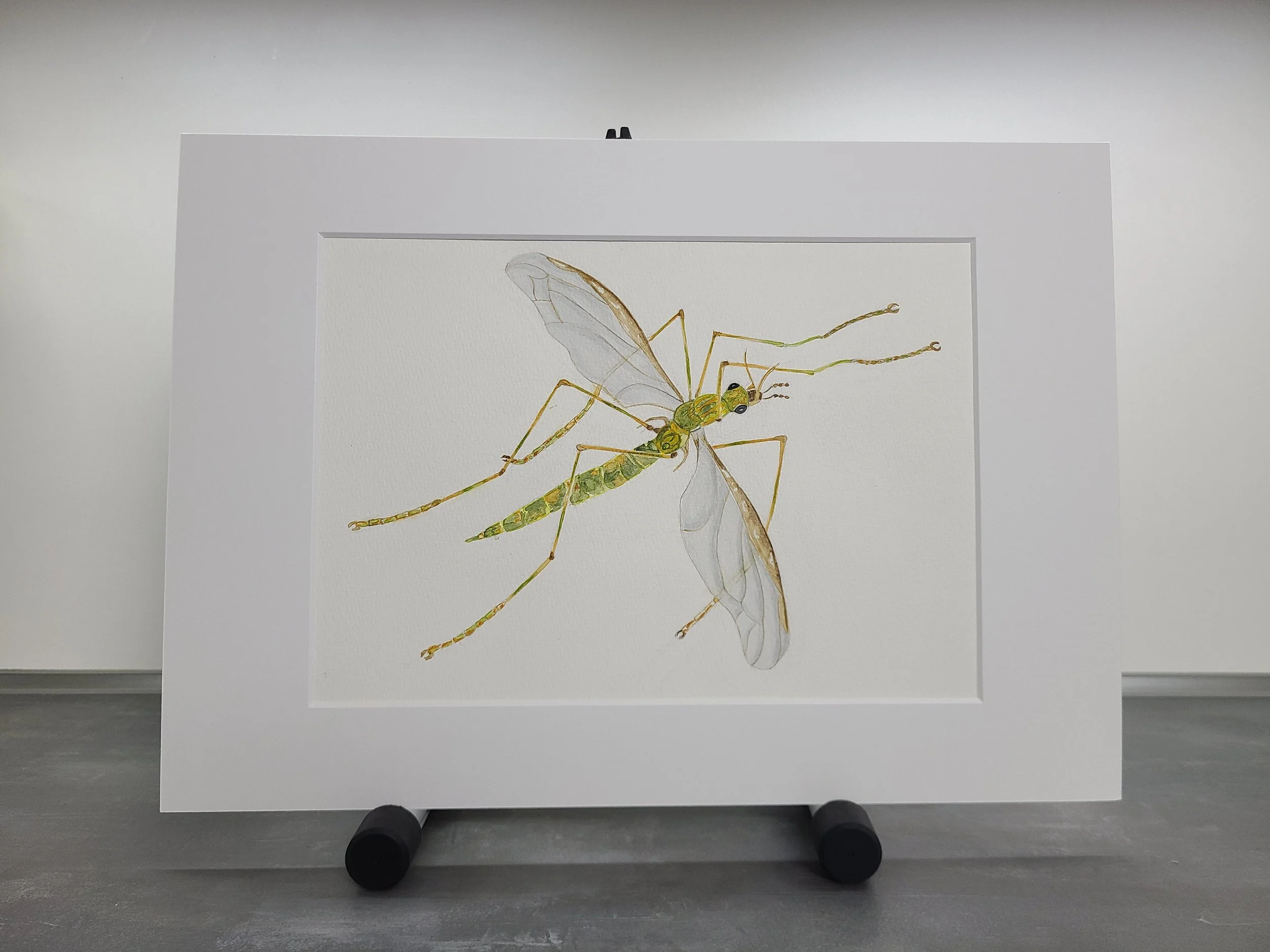 Watercolor - Crane Fly.jpg