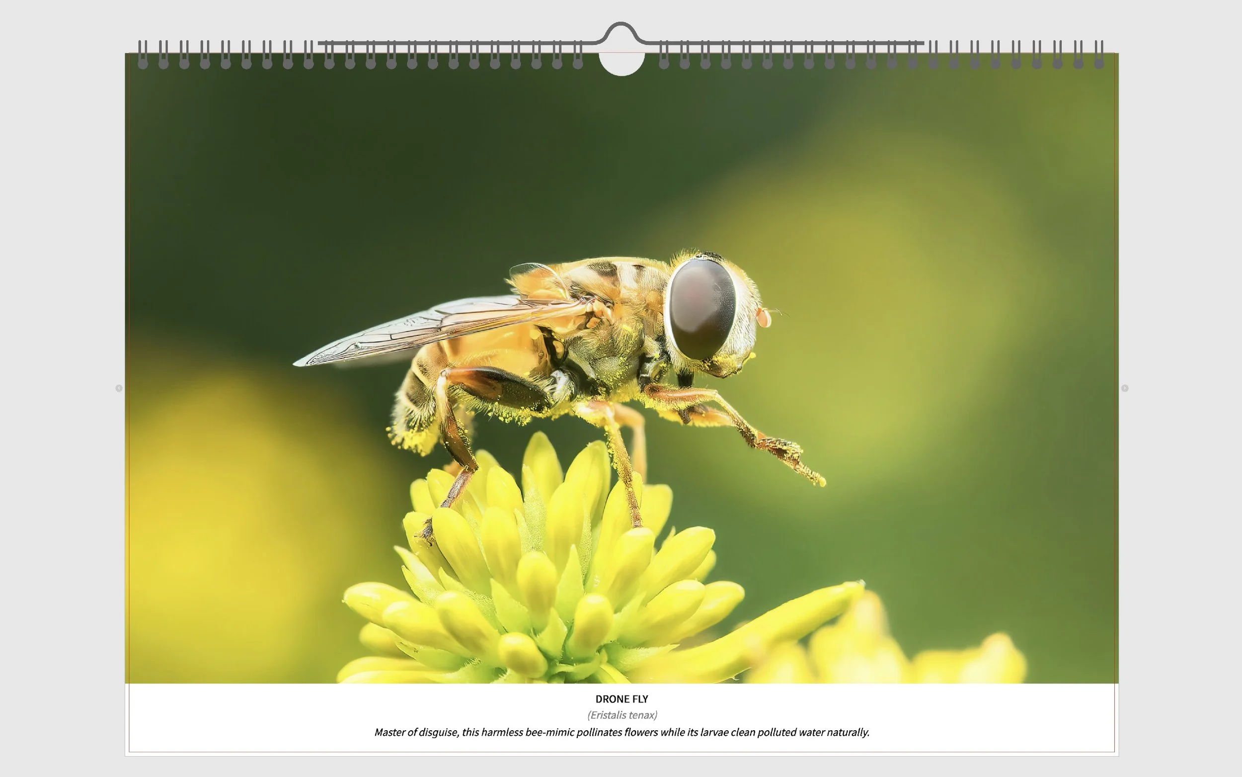 Insects of Austria - 5.jpg