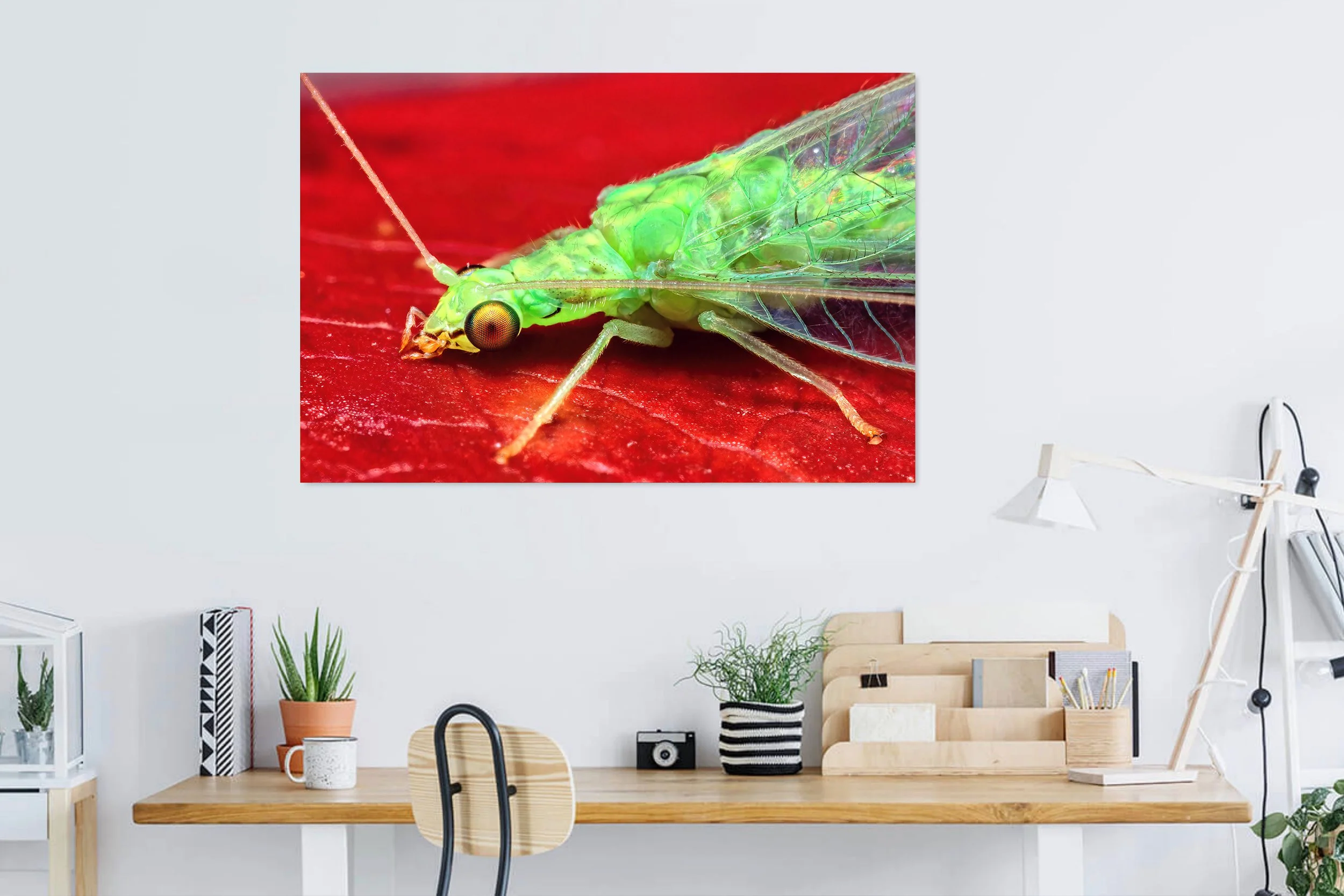 Green-Lacewing-in-Home-Office.jpg