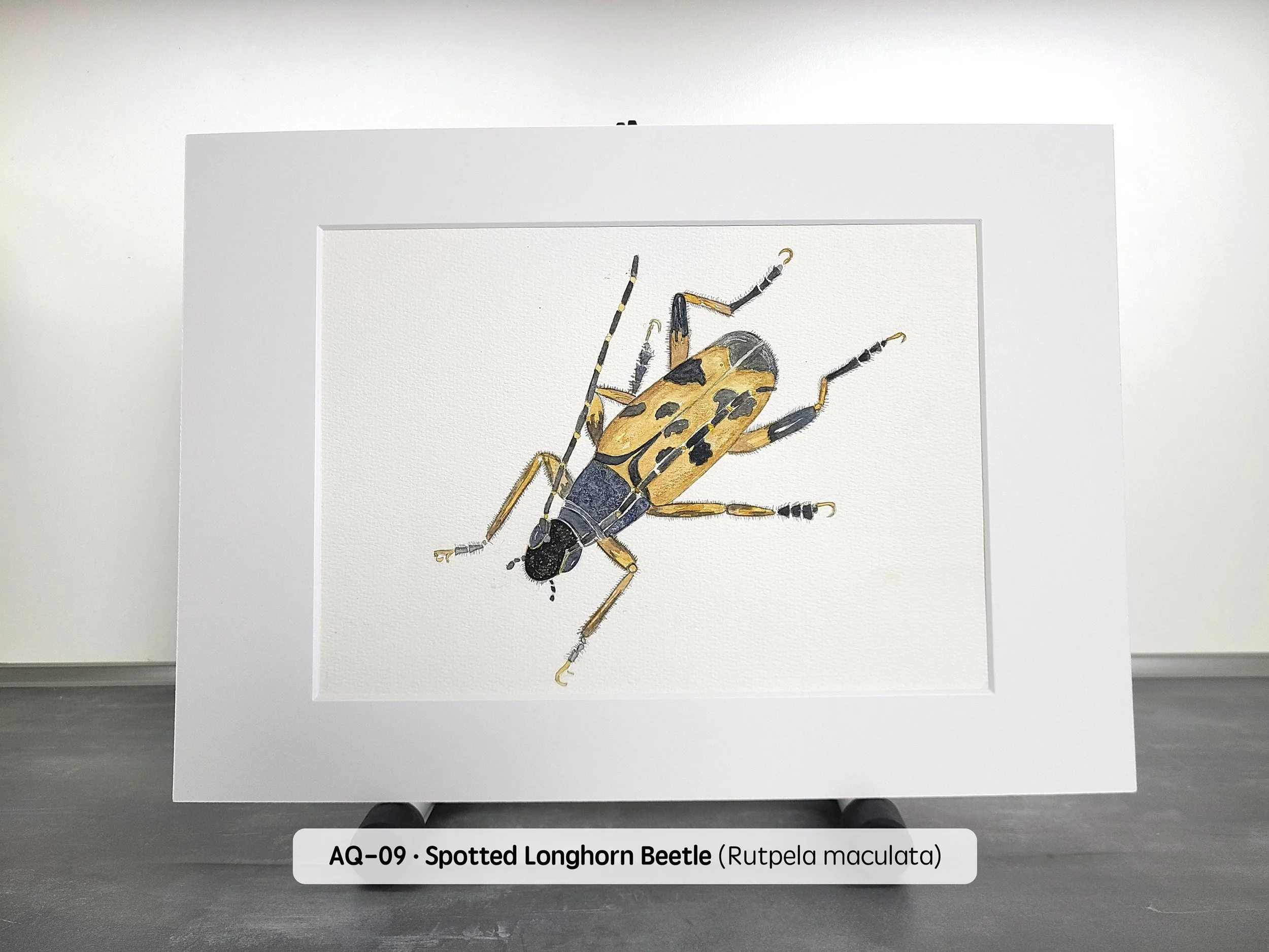 Watercolor-Spotted-Longhorn-Beetle-(2880x2160-Q68).jpg