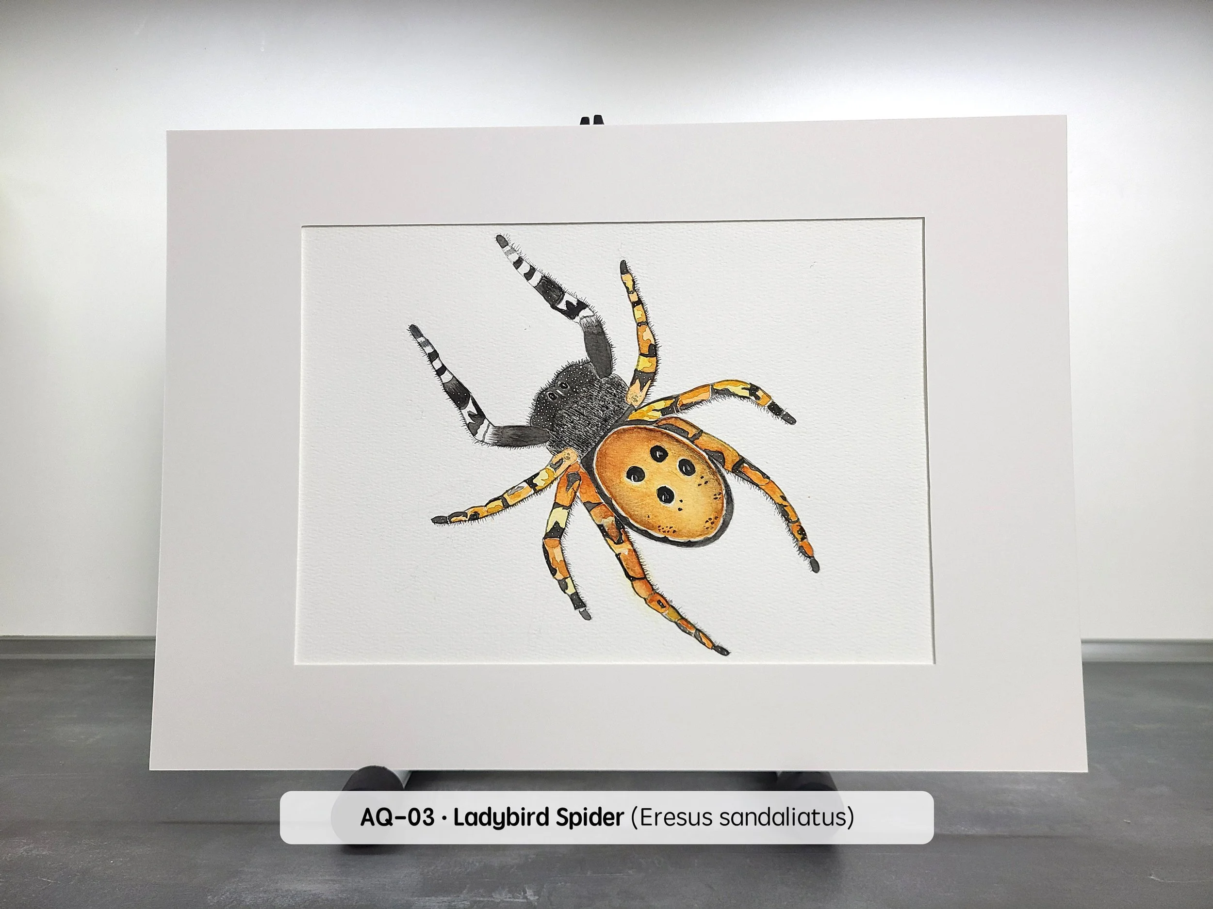 Watercolor-Ladybird-Spider-(2880x2160-Q68).jpg