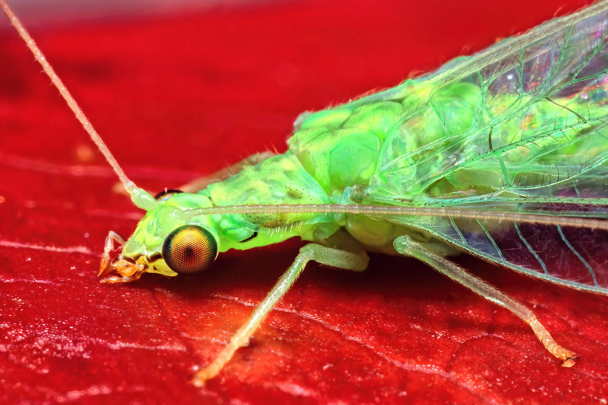 _99A6631-1-(2880x1920-Q63).jpg