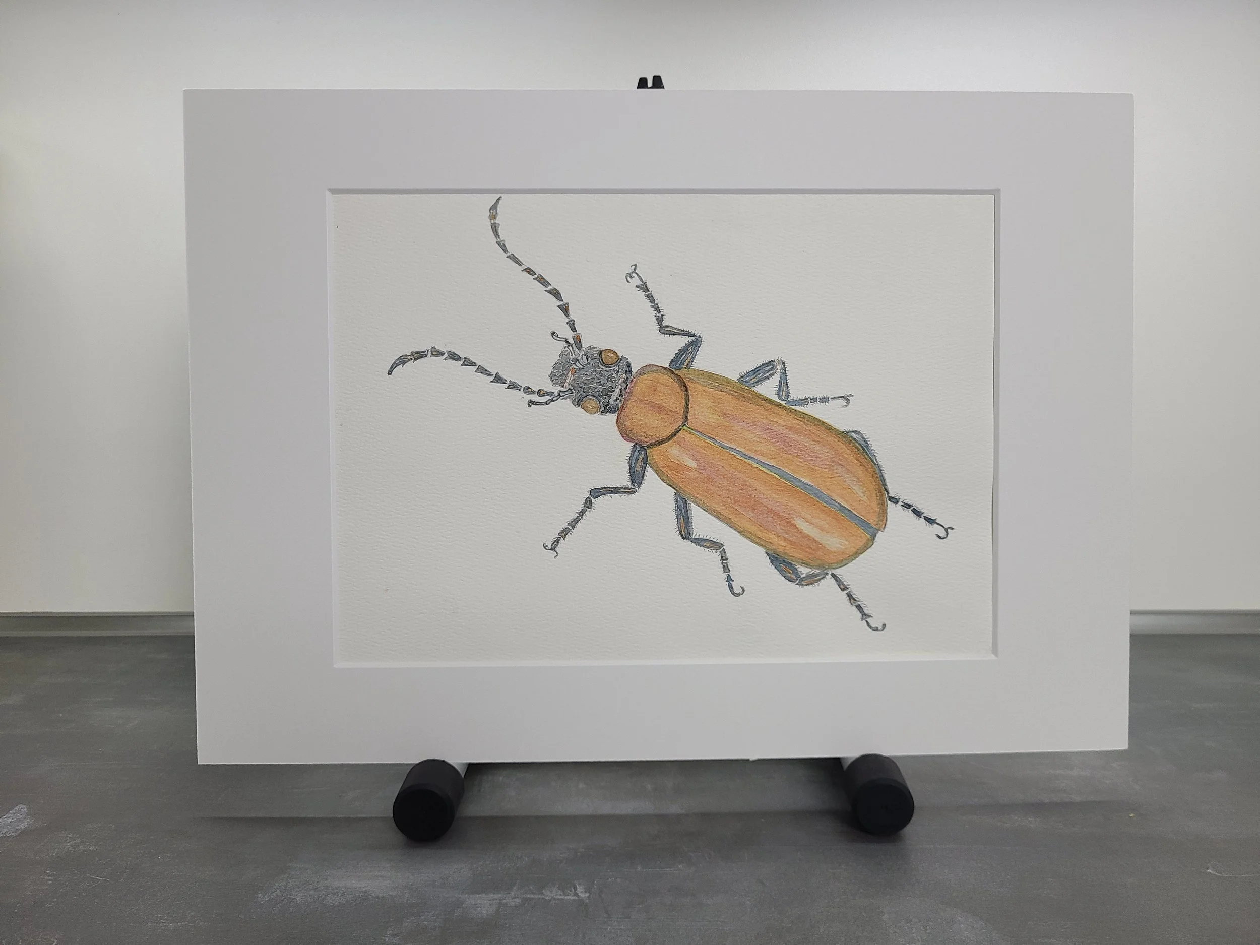 Watercolor - Beetle 1.jpg