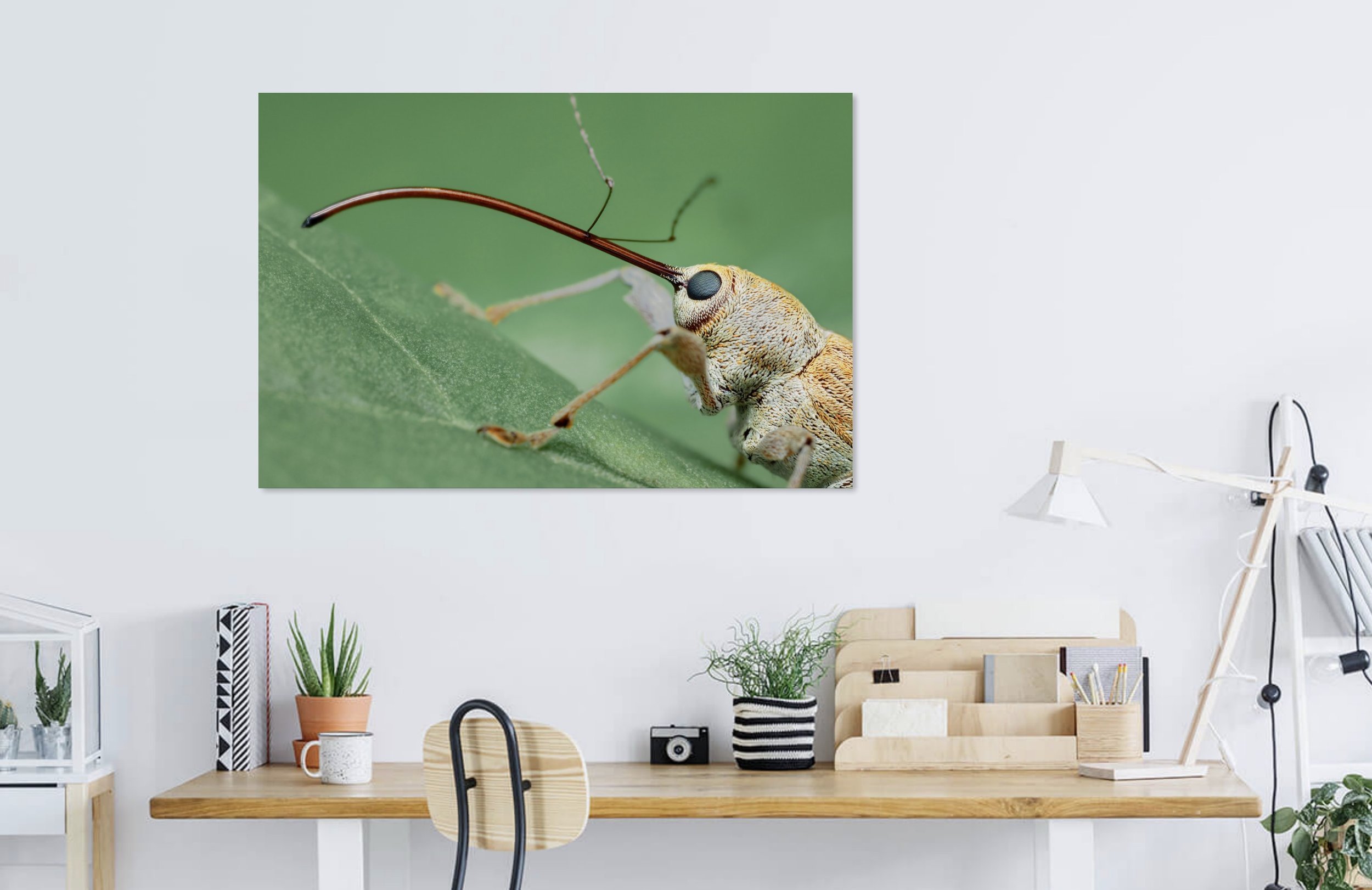 Chestnut Weevil 2.jpg