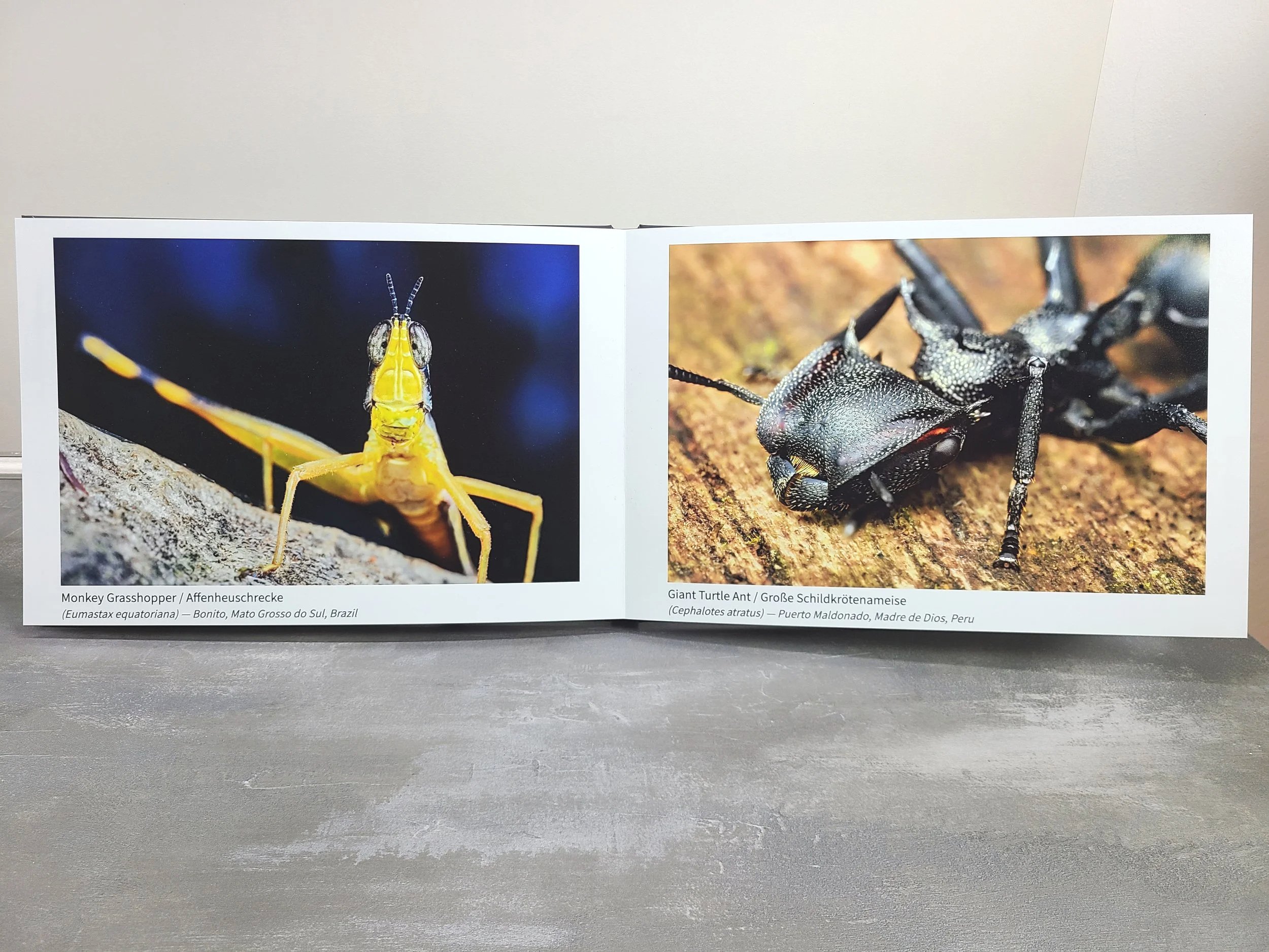 Photobook+-+Grasshopper+and+Ant.jpg