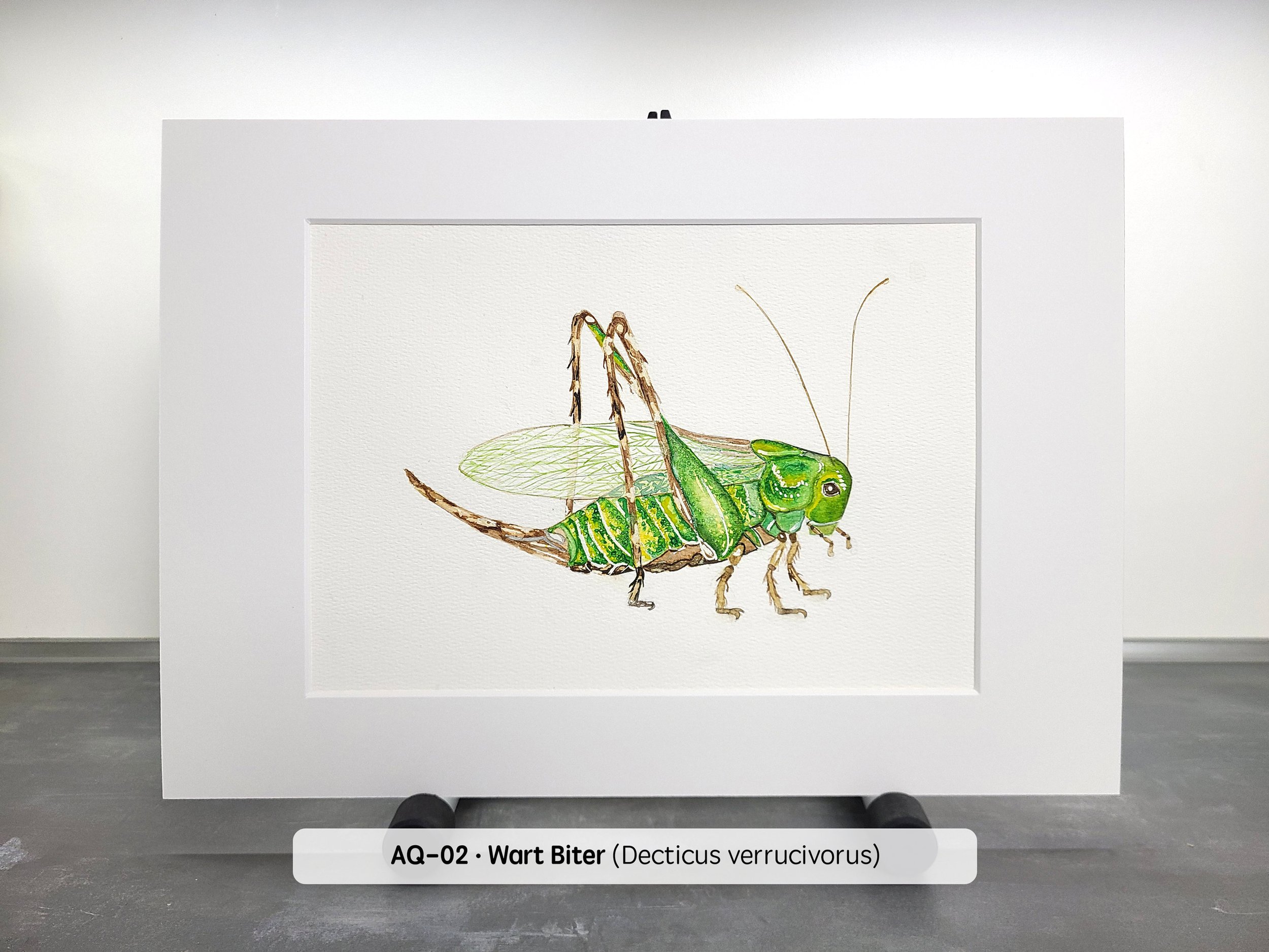 Watercolor-Wart-Biter-(2880x2160-Q68).jpg