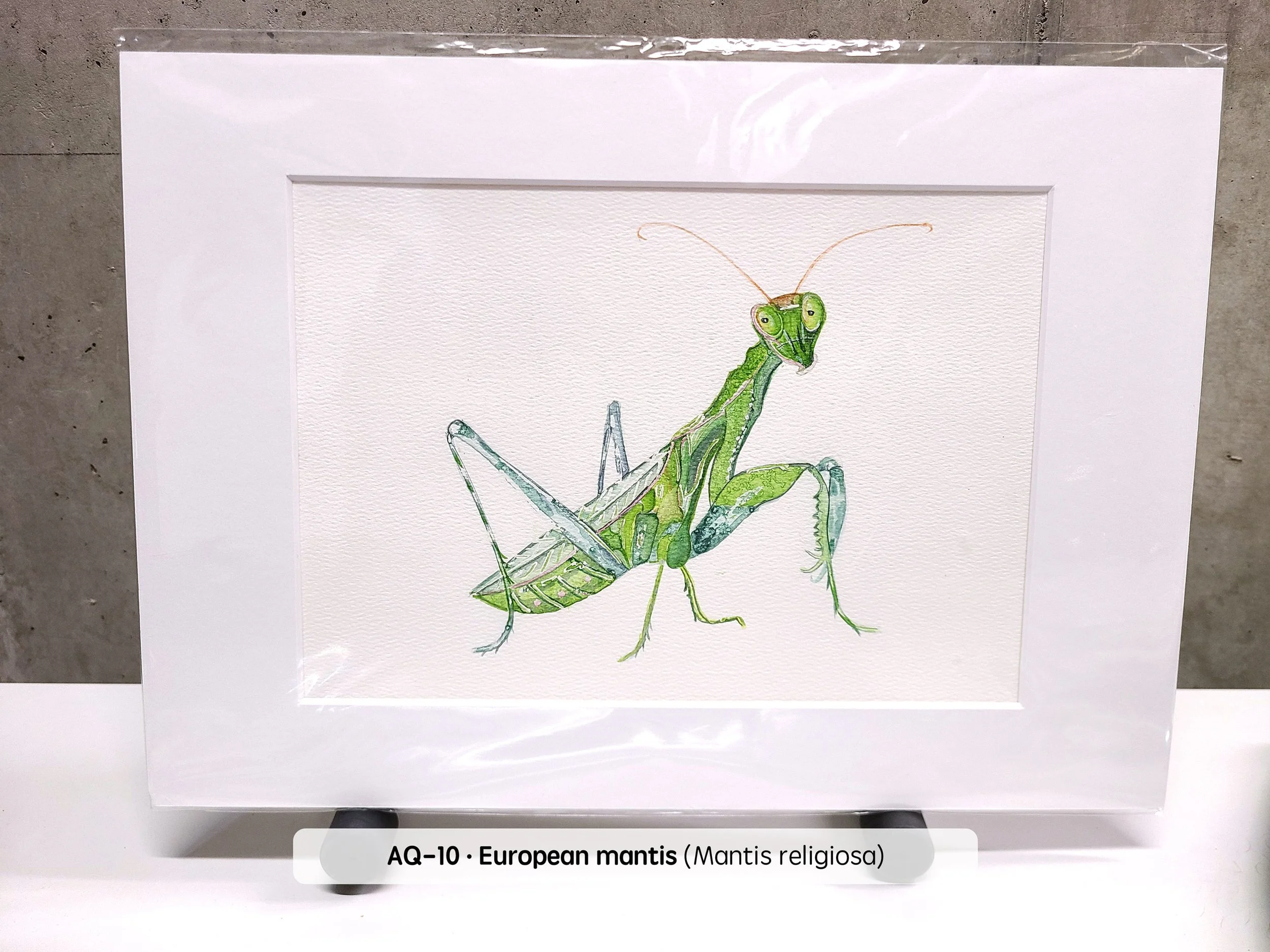 Watercolor-European-Mantis-(2880x2160-Q63).jpg