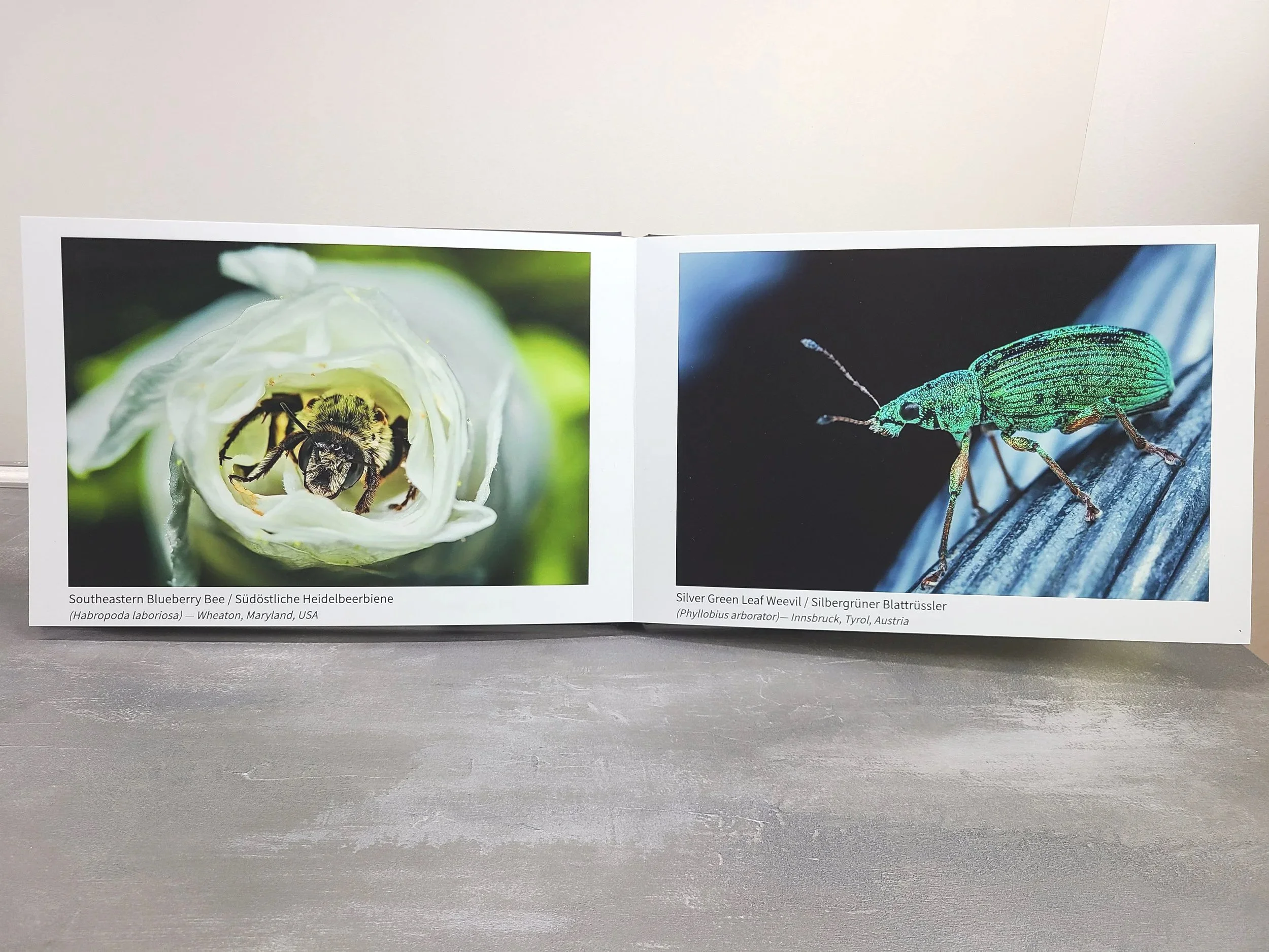 Photobook+-+Bee+and+Weevil.jpg