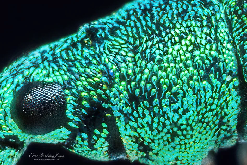 Extreme Makroaufnahme eines silbergrünen Rüsselkäfers mit sichtbarer Augenstruktur und feinen Schuppen-Details.