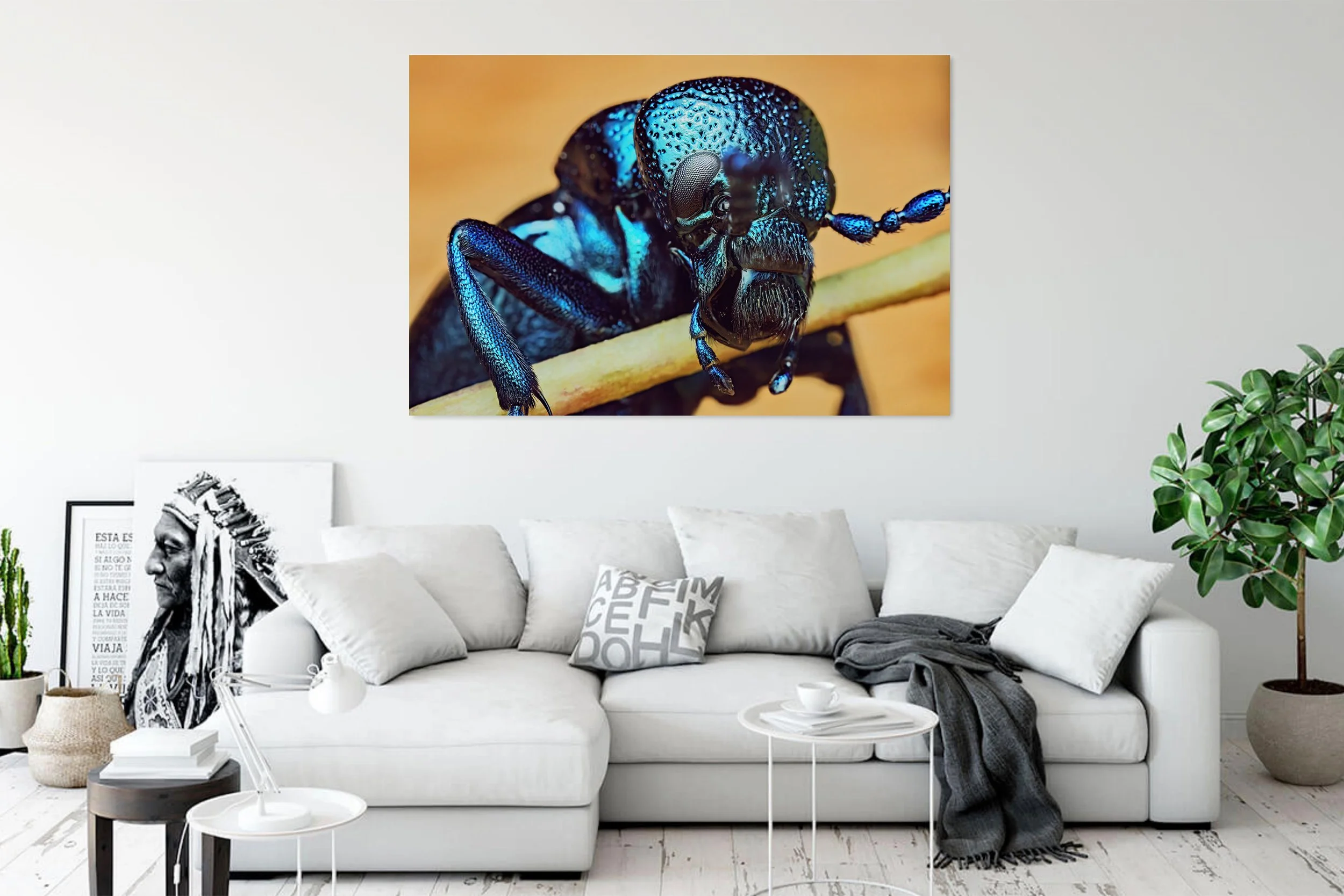 Black-Oil-Beetle-in-White-Living-Room.jpg