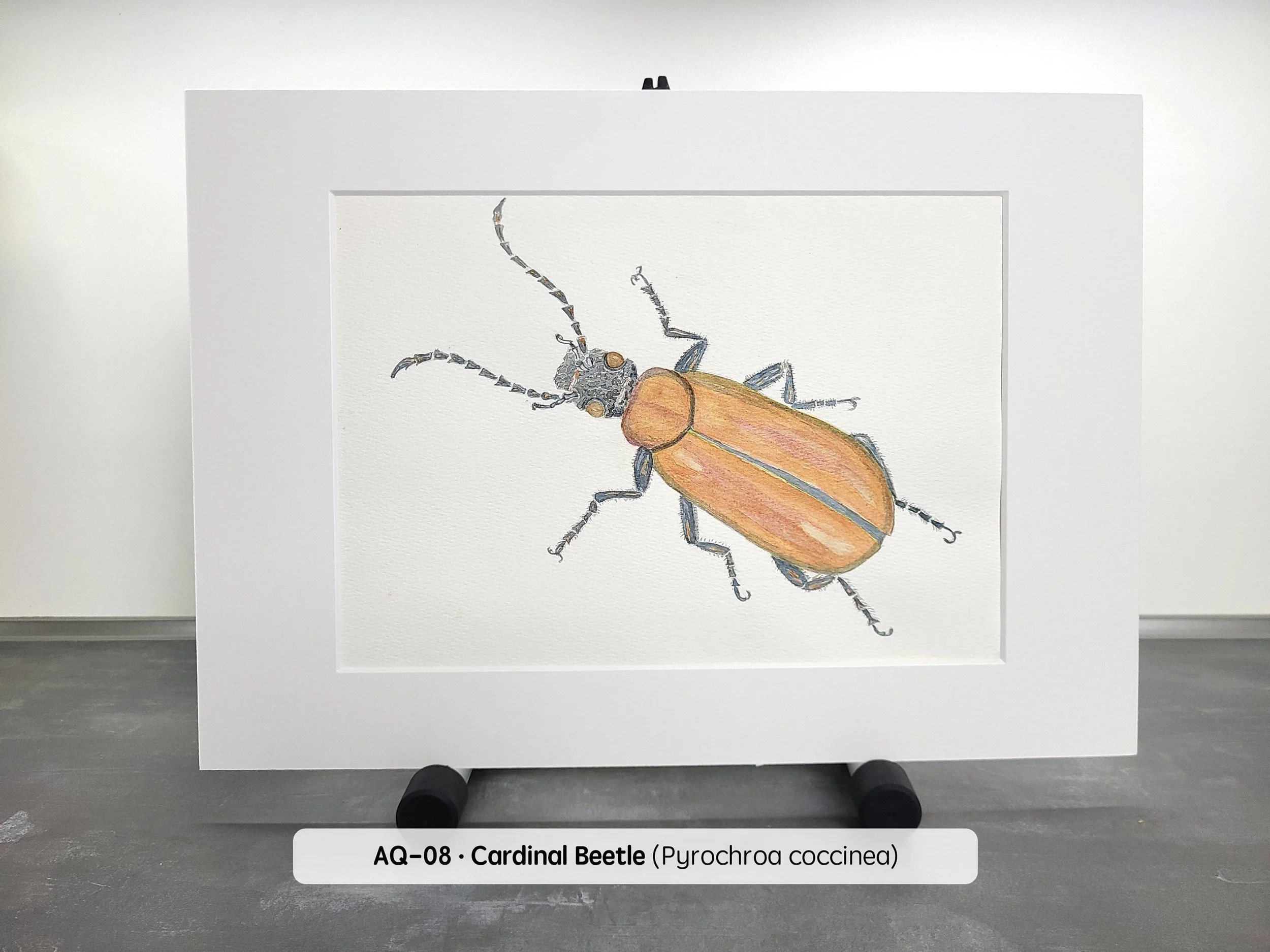 Watercolor-Cardinal-Beetle-(2880x2160-Q68).jpg