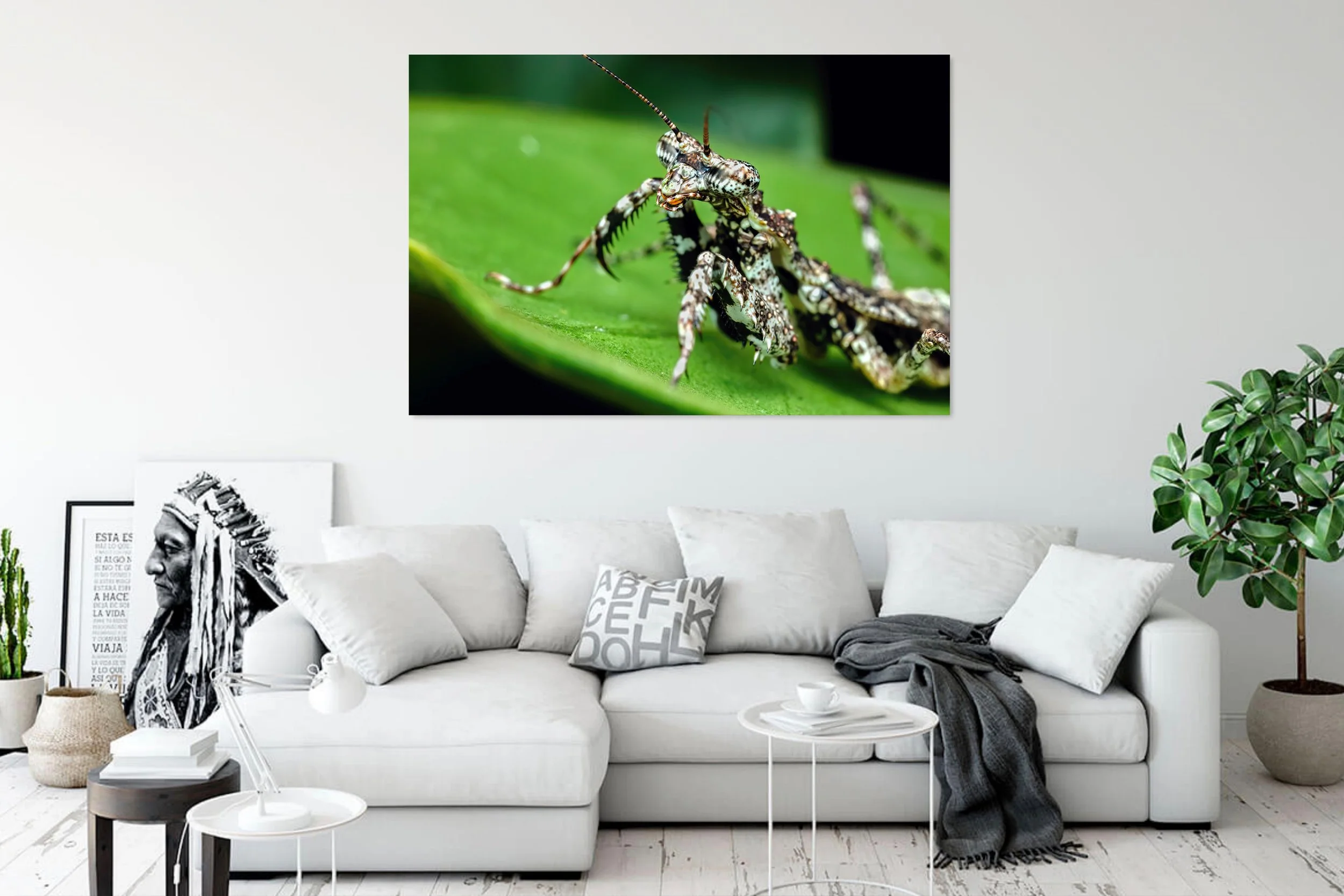 Spotted-Praying-Mantis-in-White-Living-Room.jpg