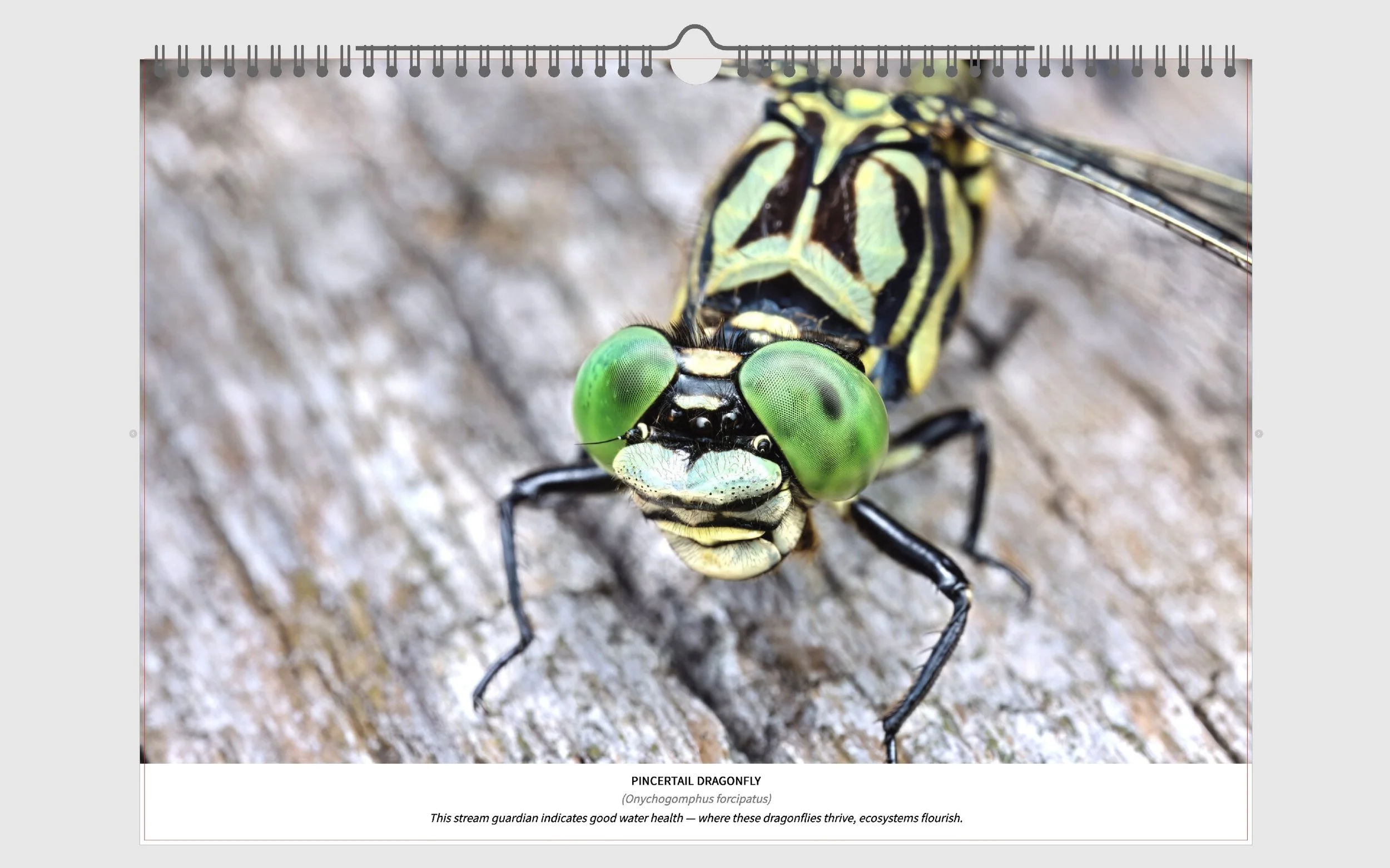 Insects of Austria - 1.jpg