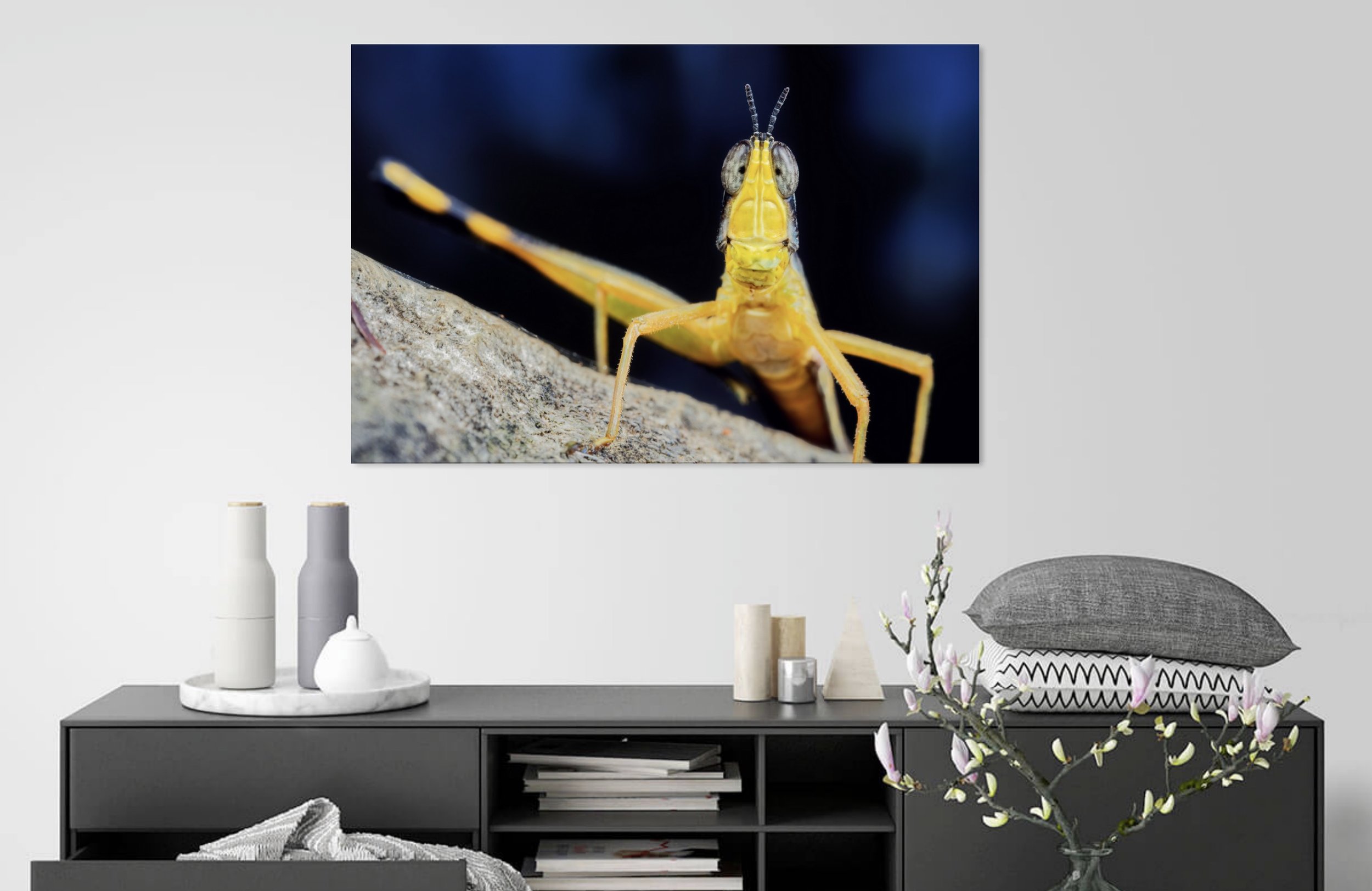Monkey Grasshopper 3.jpg