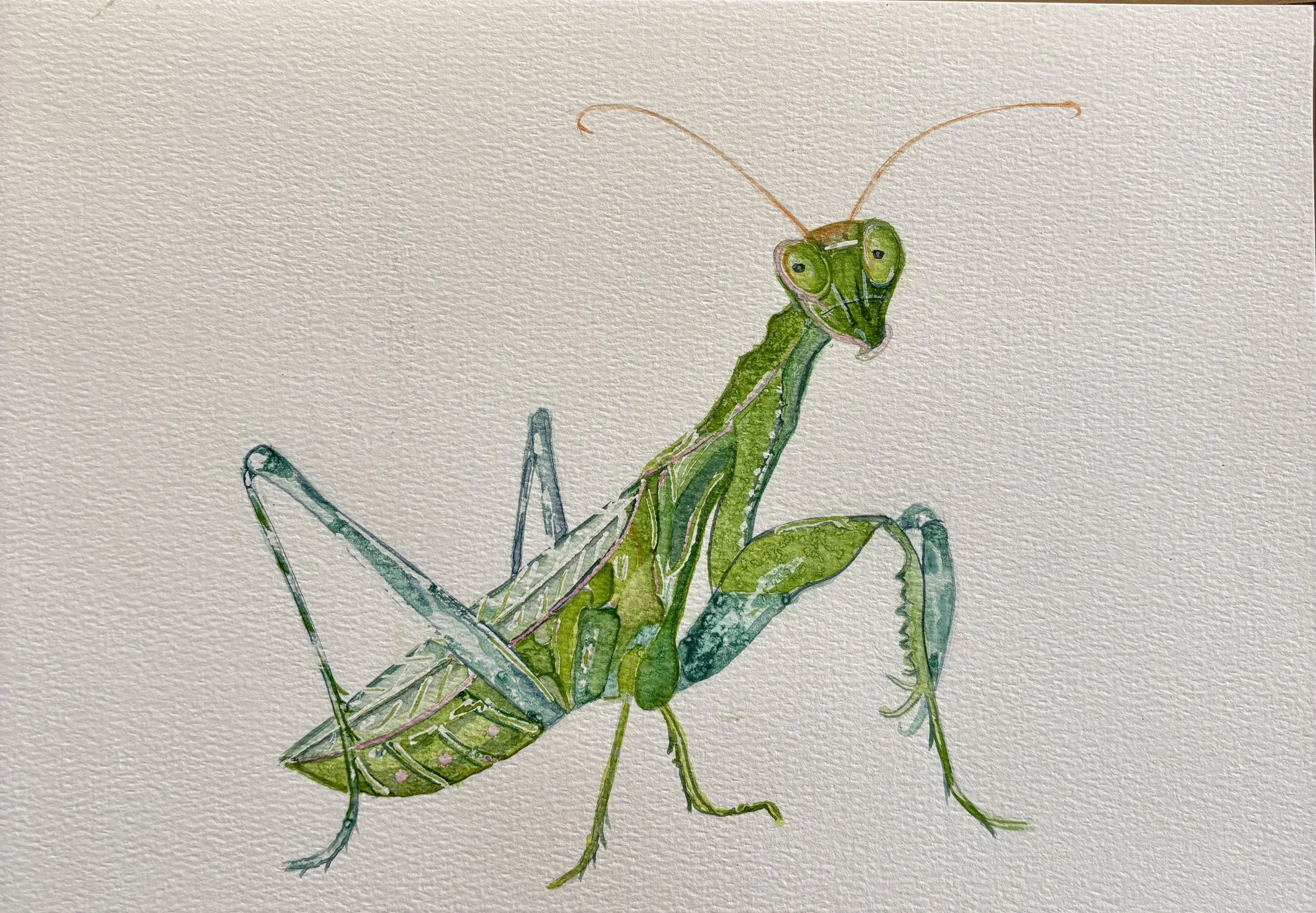 Watercolor - Praying Mantis.jpg