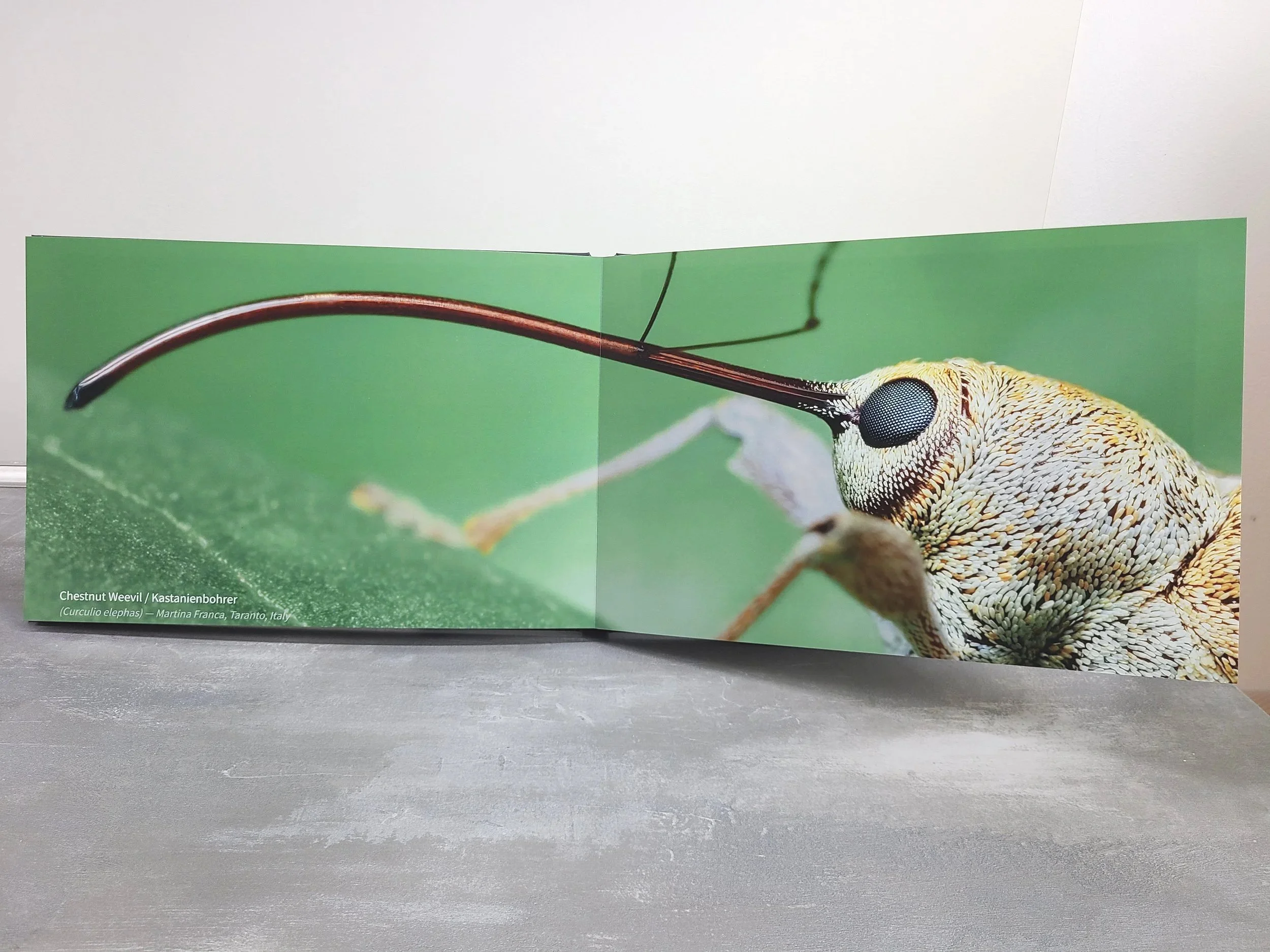 Photobook+-+Chestnut+Weevil.jpg