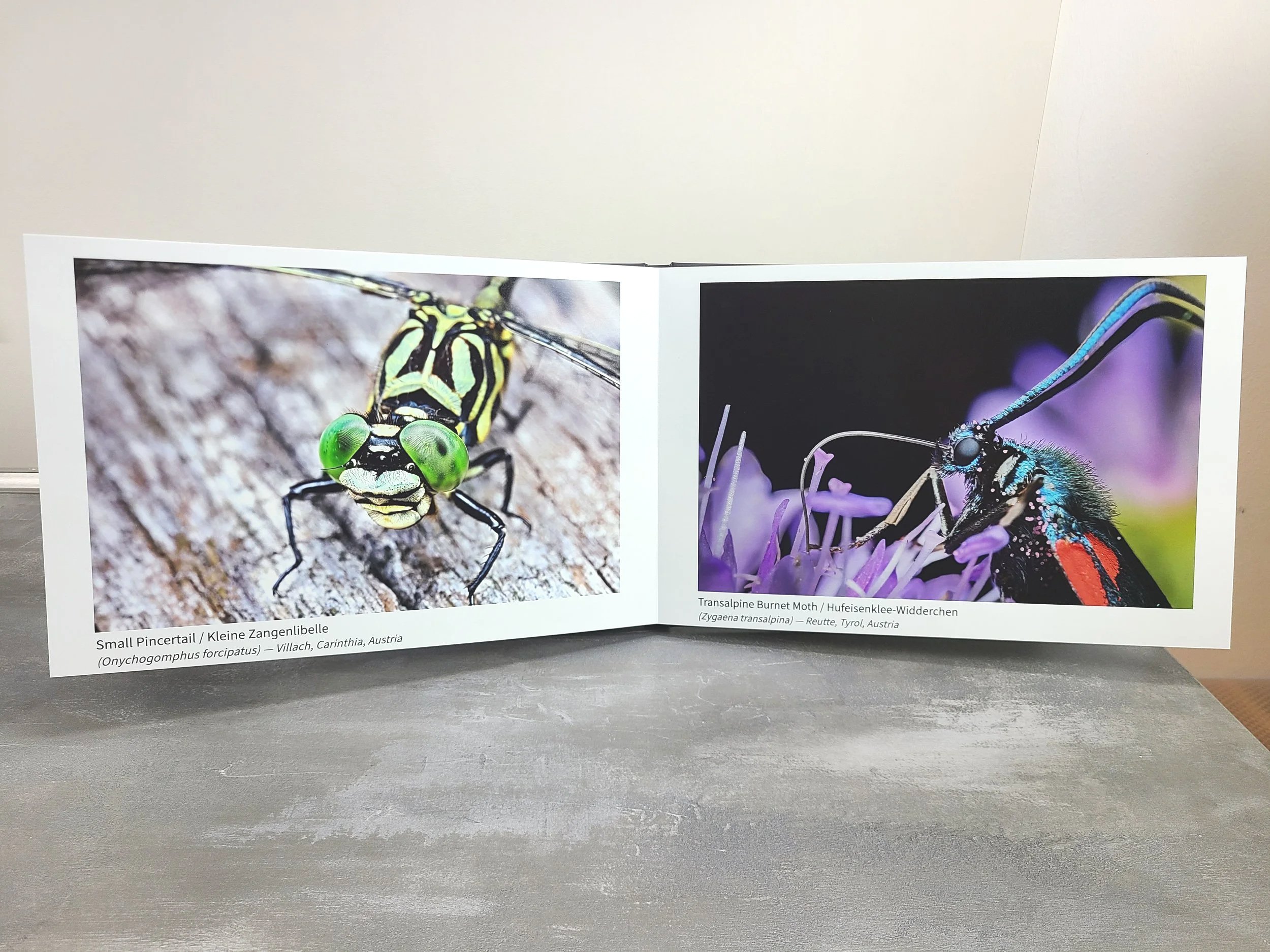 Photobook+-+Dragonfly+and+Moth.jpg