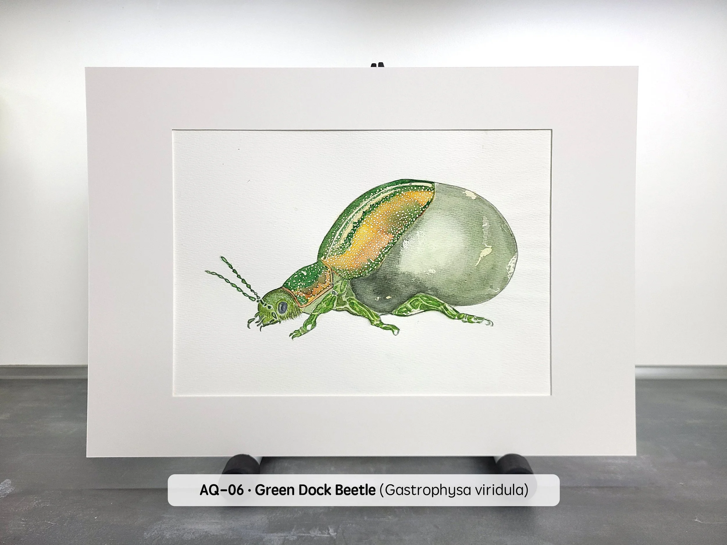 Watercolor-Green-Dock-Beetle-(2880x2160-Q68).jpg
