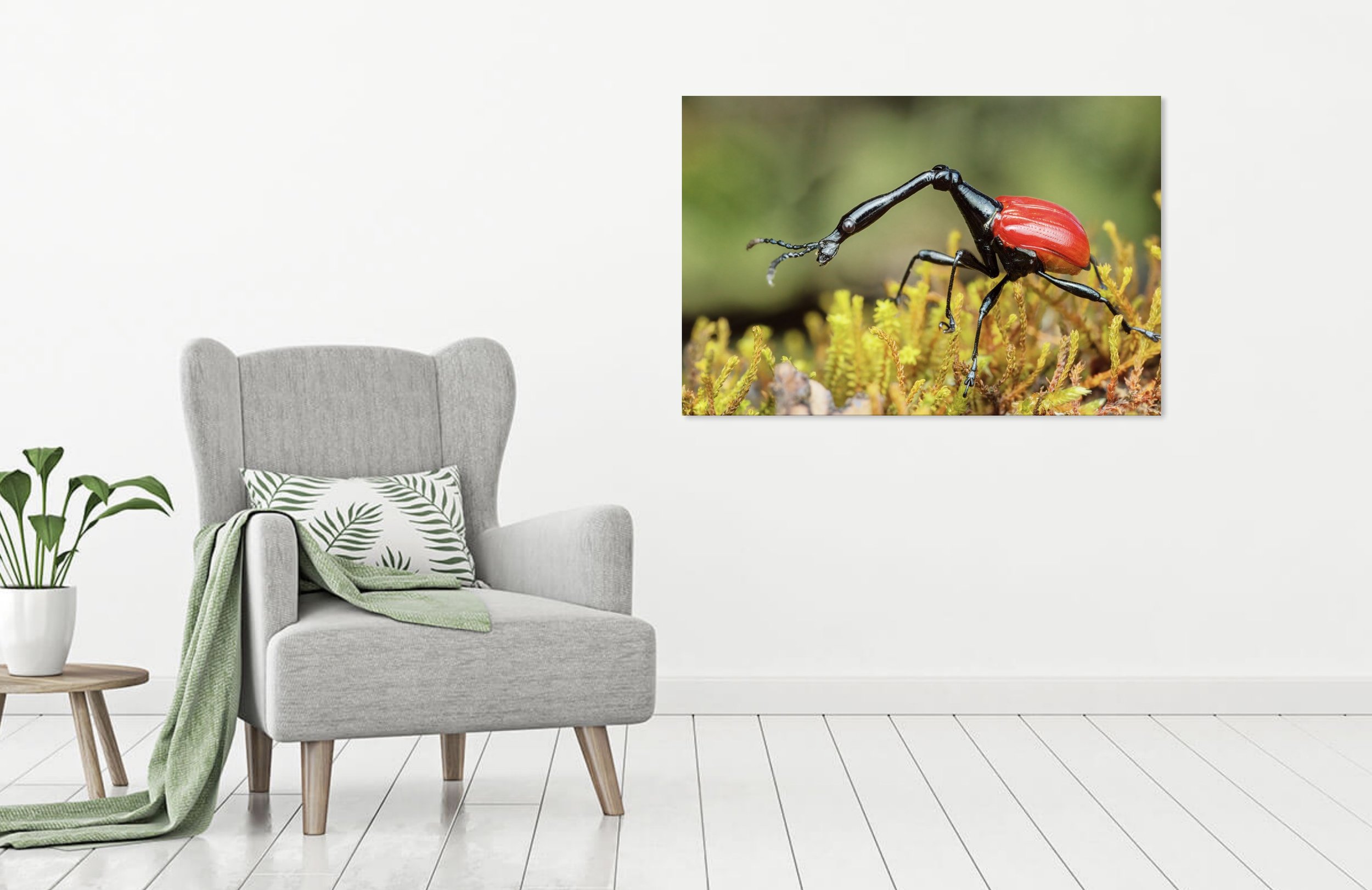 Girafffe Weevil 2.jpg