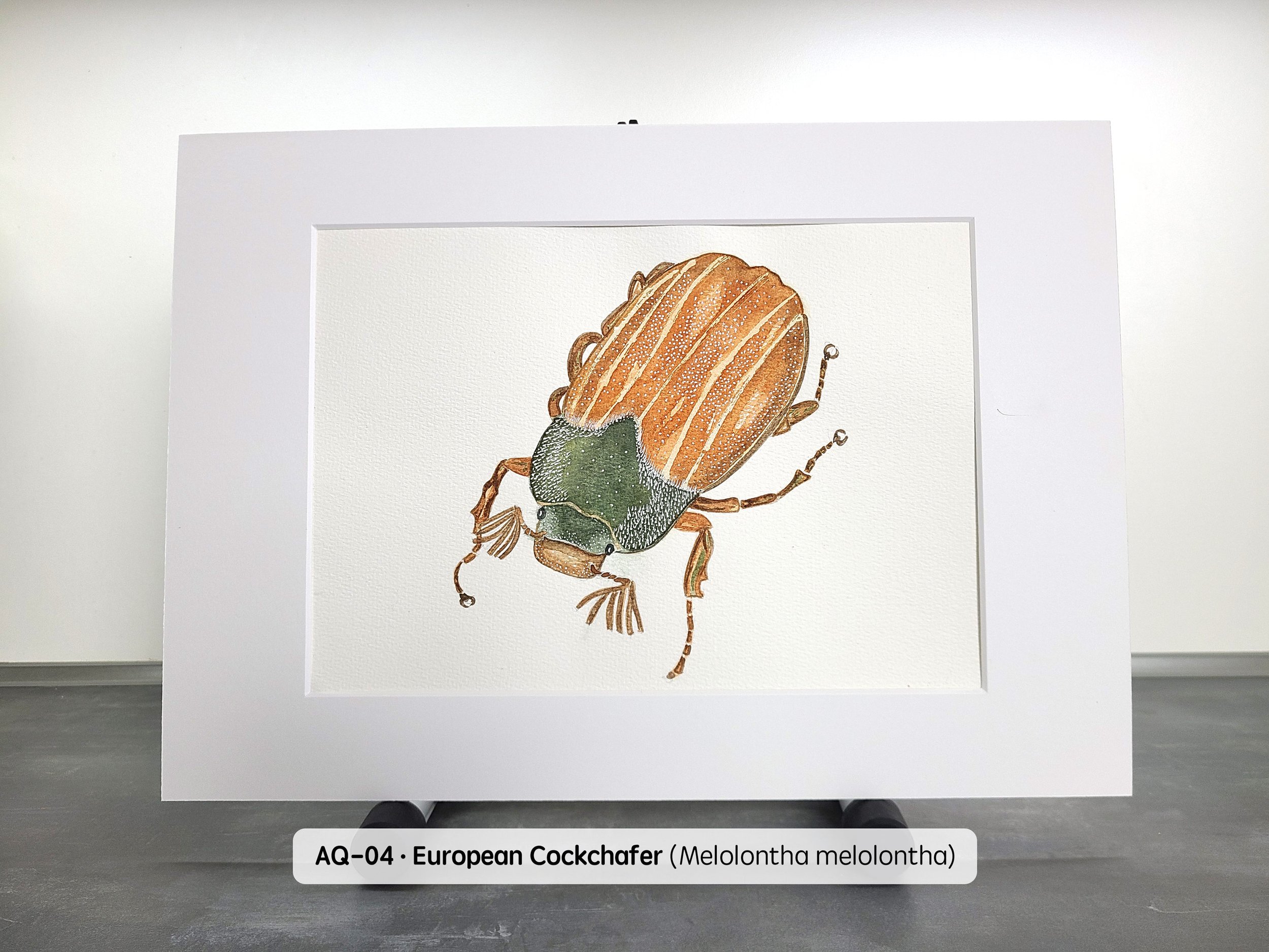 Watercolor-European-Cockchafer-(2880x2160-Q65).jpg