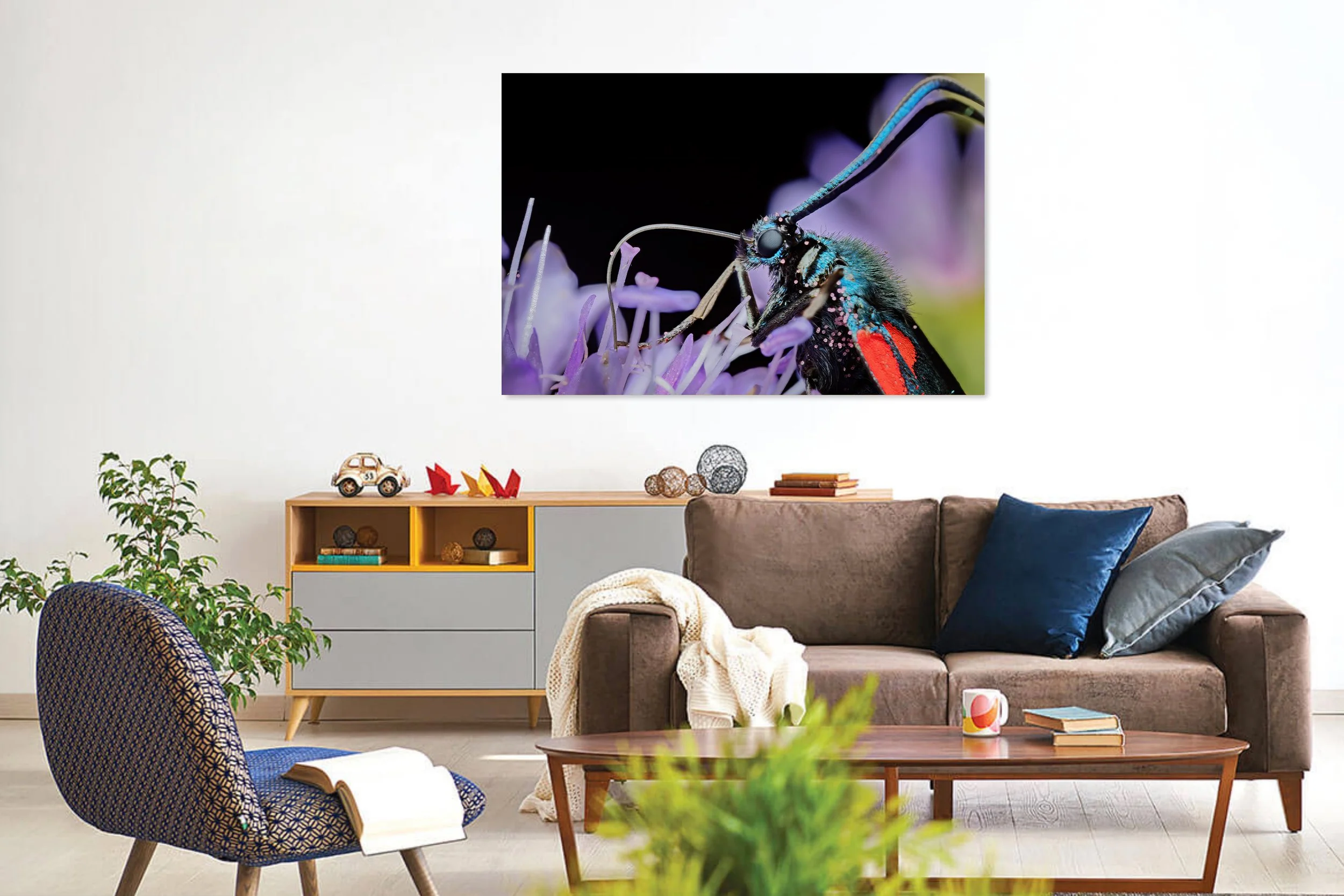 Burnet-Moth-in-Living-Room.jpg