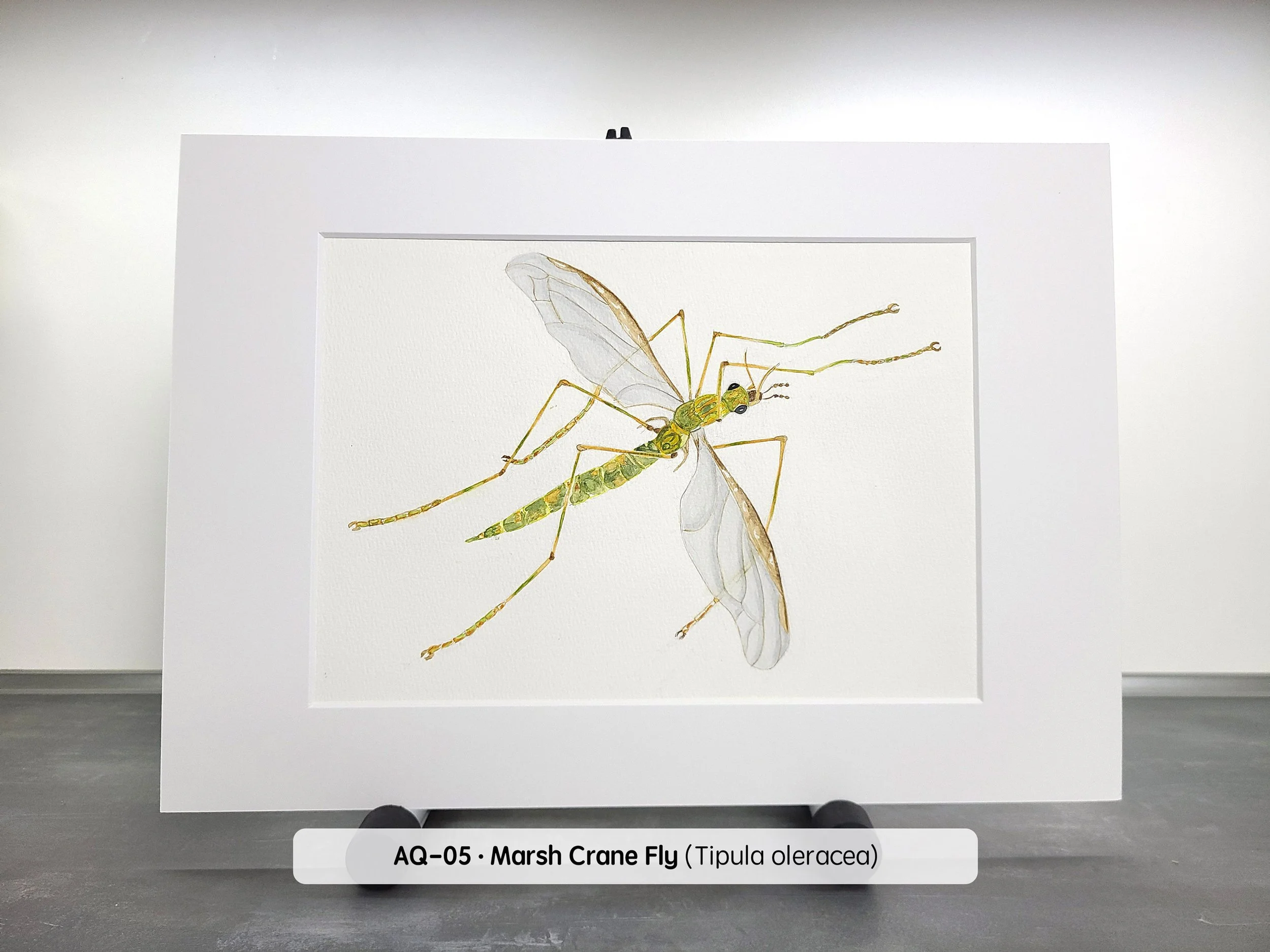 Watercolor-Marsh-Craen-Fly-(2880x2160-Q72).jpg