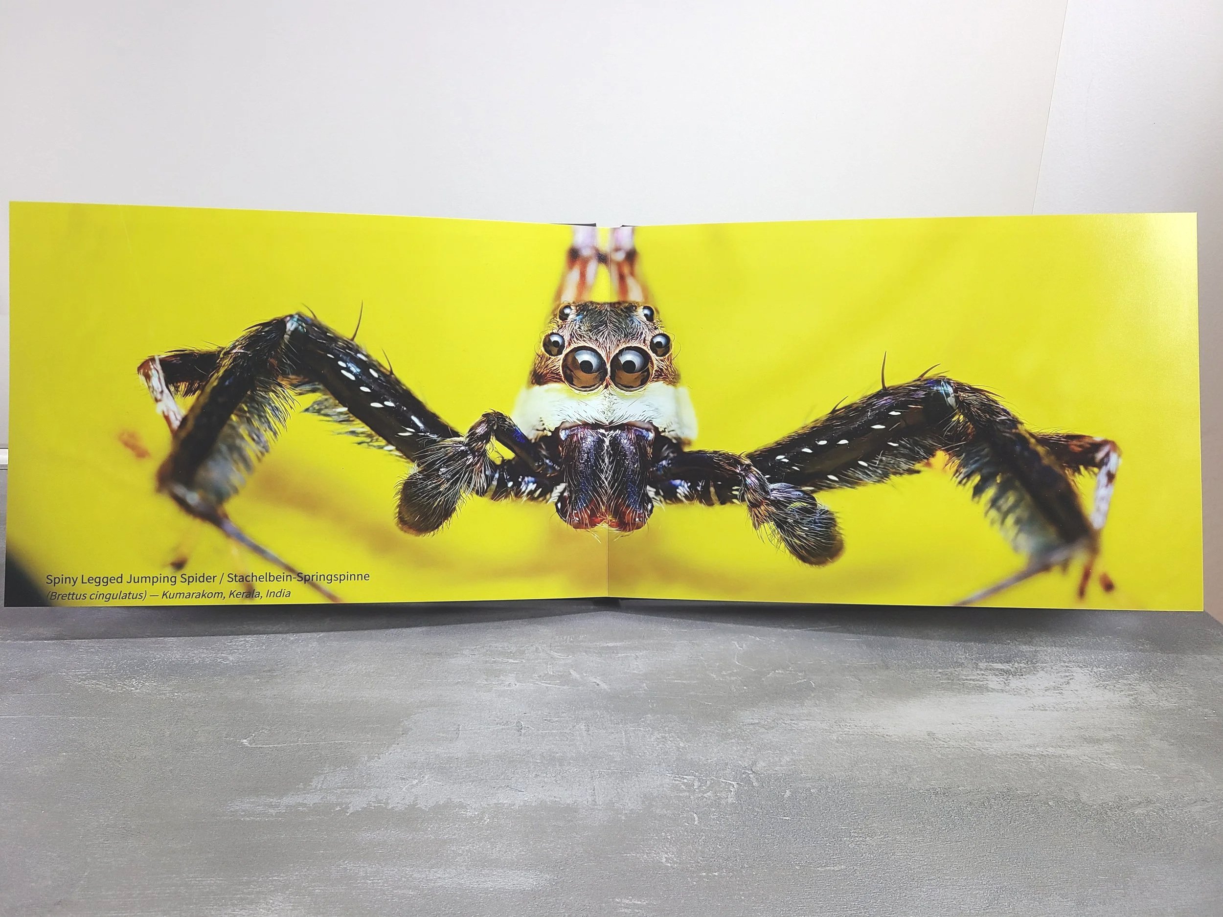 Photobook+-+Jumping+Spider.jpg