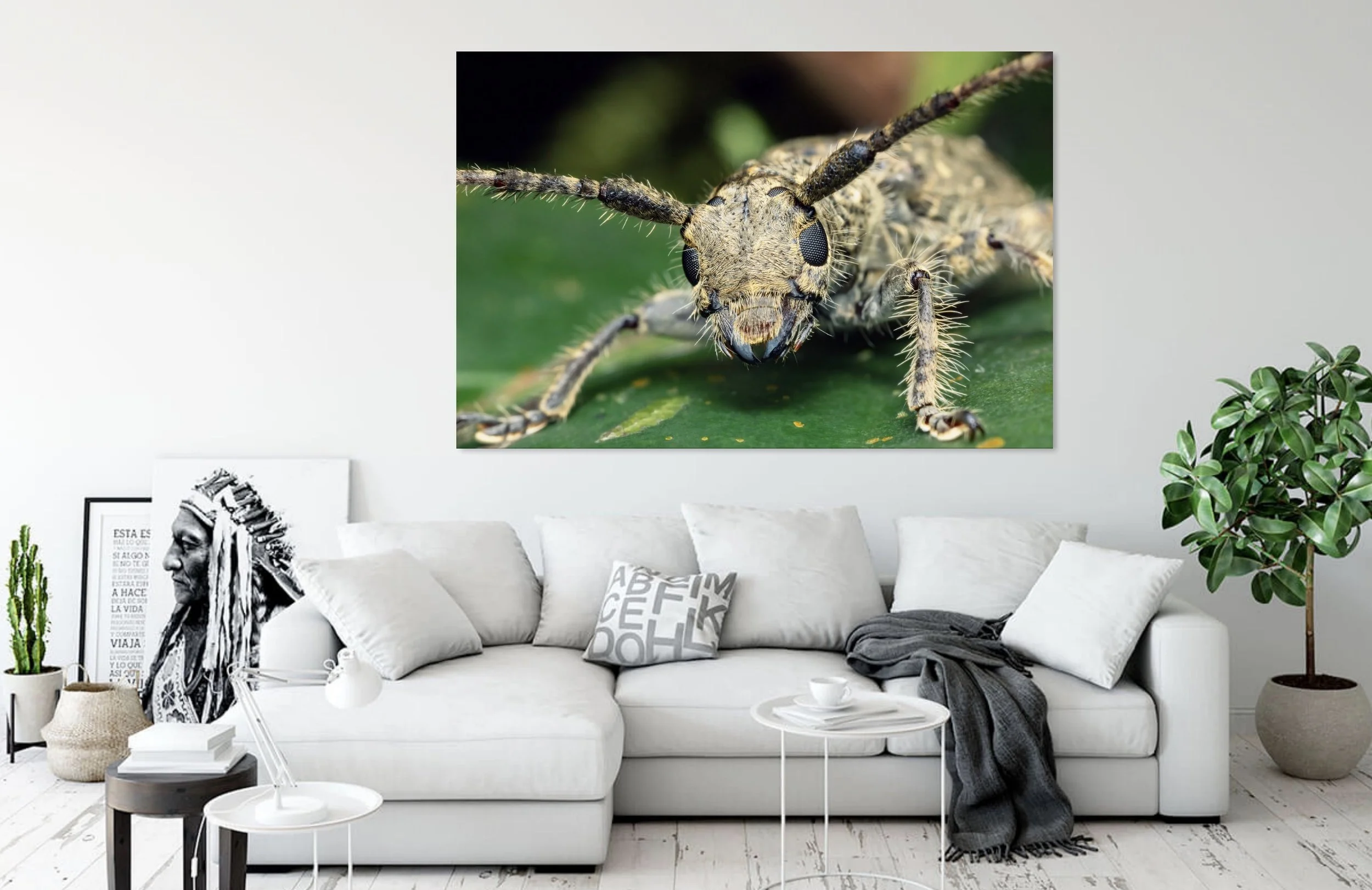 Clouded Longhorn 2.jpg