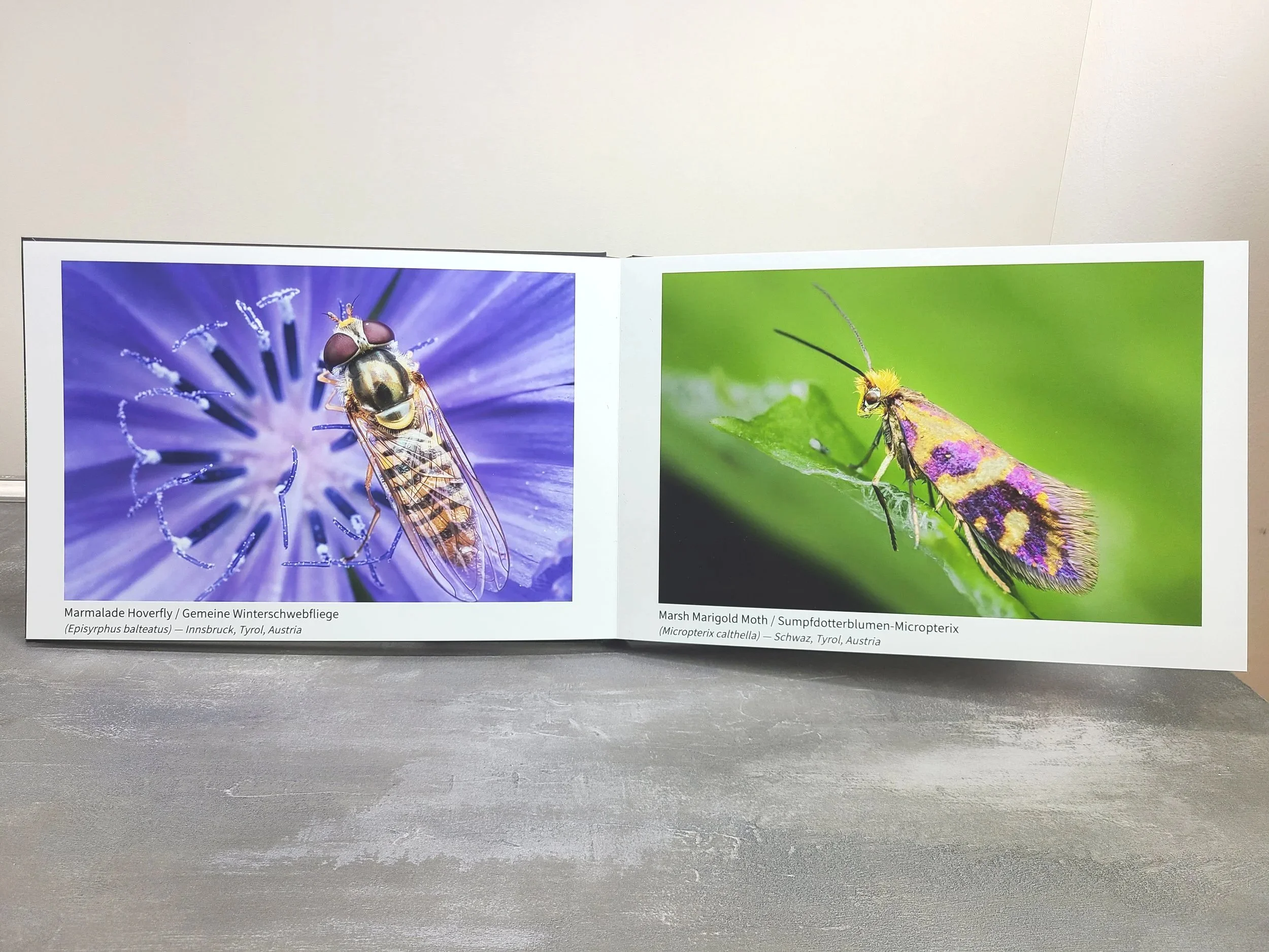 Photobook+-+Hoverfly+and+Moth.jpg