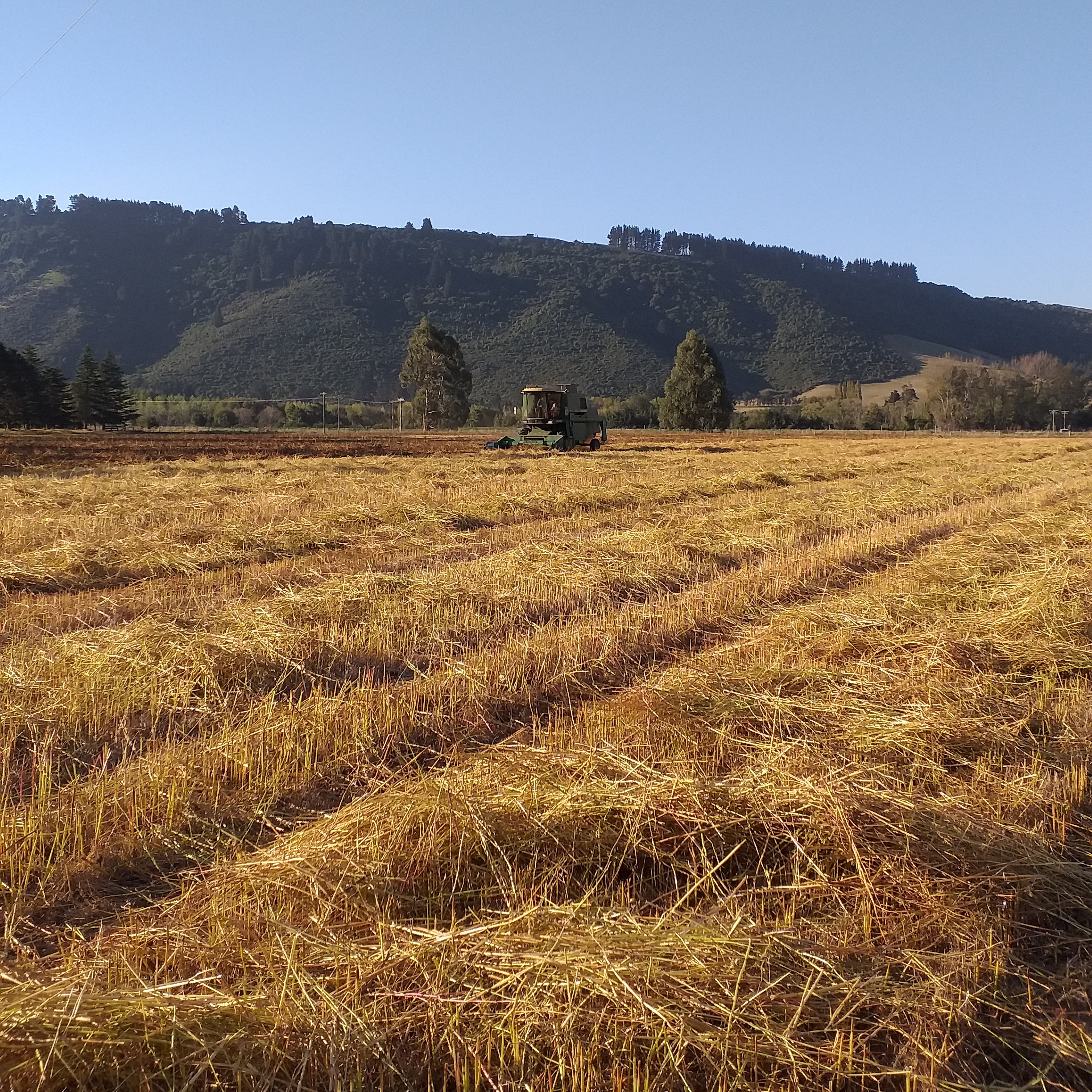 What is Buckwheat — Pure New Zealand Buckwheat