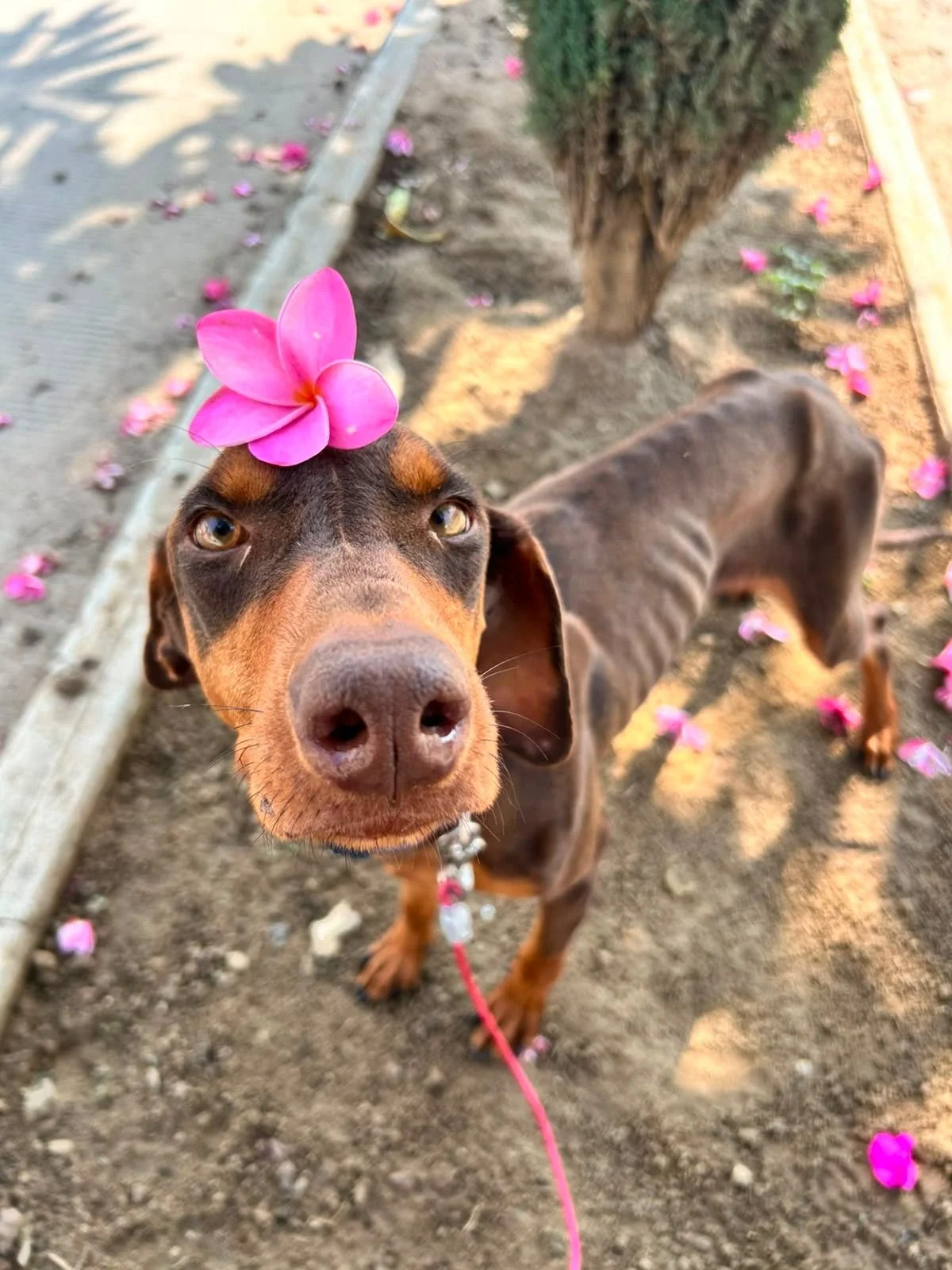 Camila rescue dog oaxaca hembra.jpeg