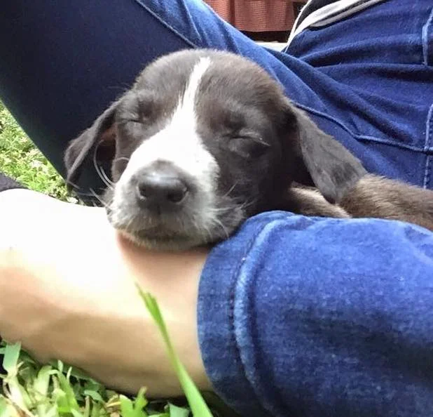 Pinto street dog rescue guatemala caravana canina.jpg