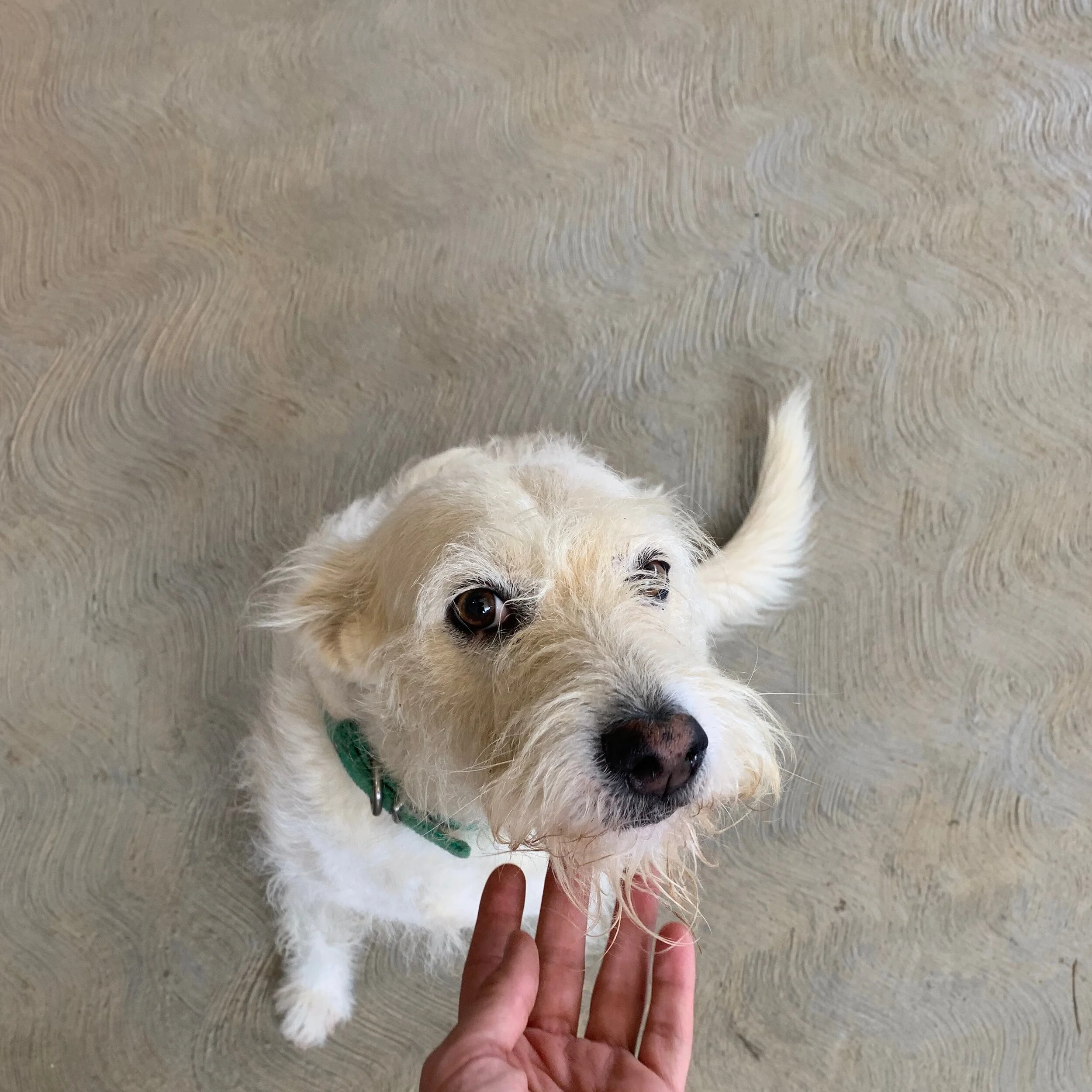 adopt a street dog mexico male wirey hair.JPG