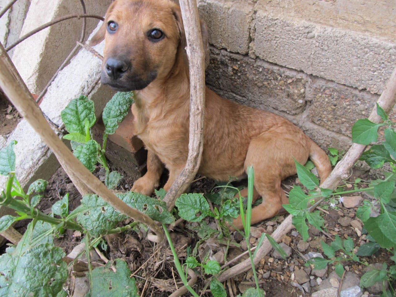 tejo rescue puppy in adoption caravana canina oaxaca.jpg