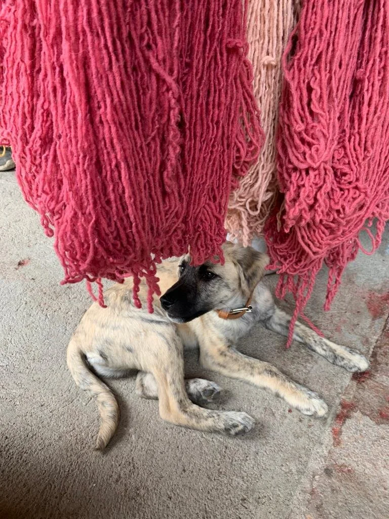 Javi rescue puppy in adoption caravana canina oaxaca.jpg