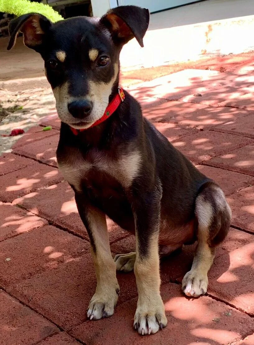 Vicente dog.jpeg