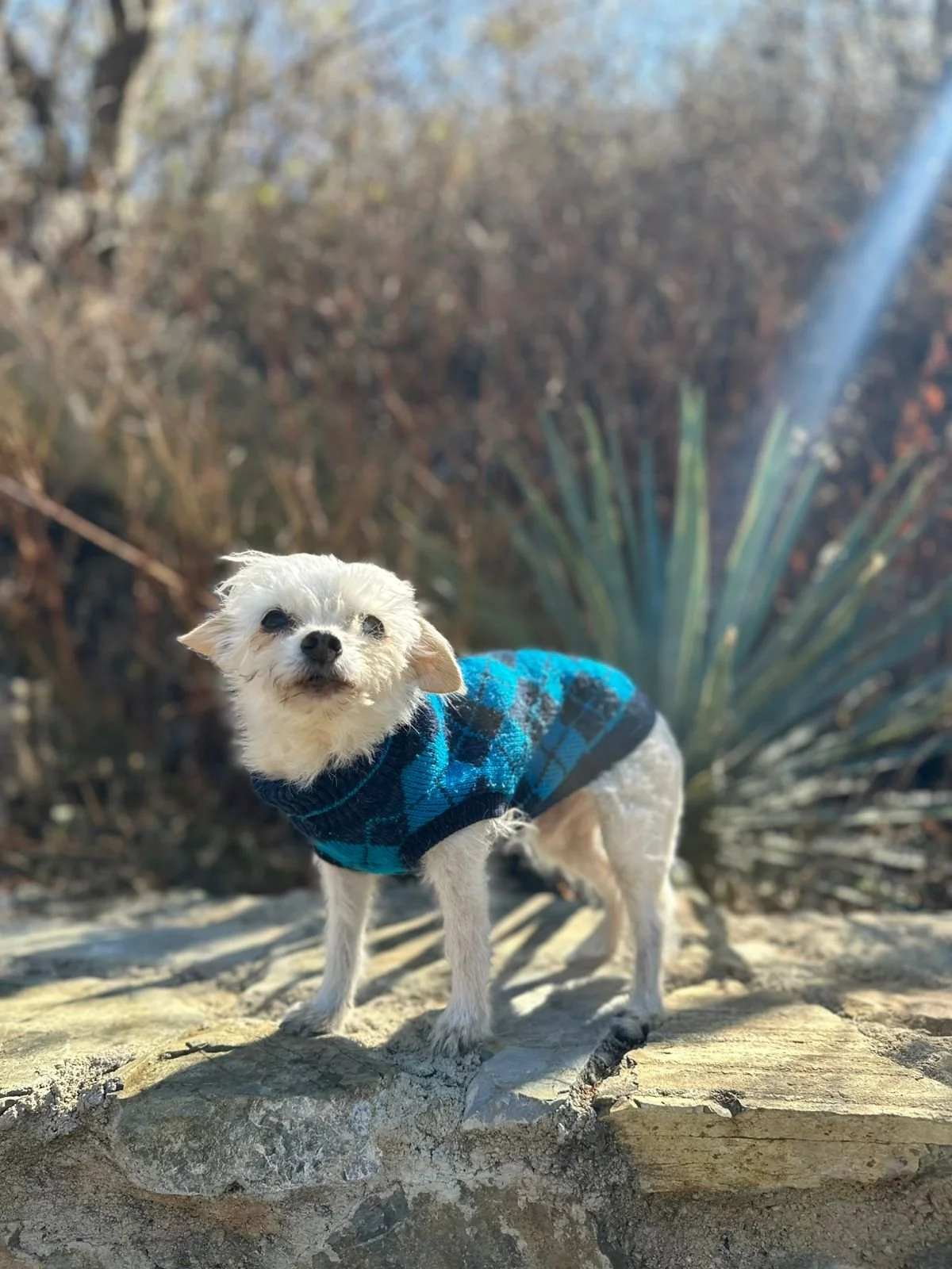 Juanino Chihuaua Oaxaca small rescue dog male old.jpeg