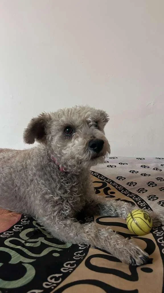 Chiquitin perro pequeno gris adopcion Oaxaca.jpeg