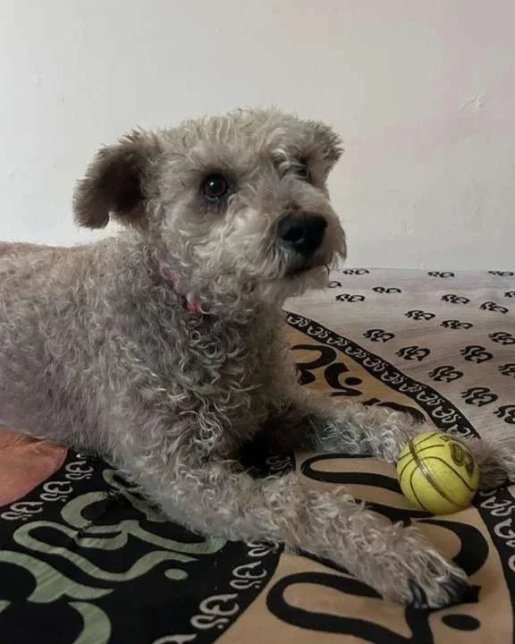 Chiquitin with a ball in front of him