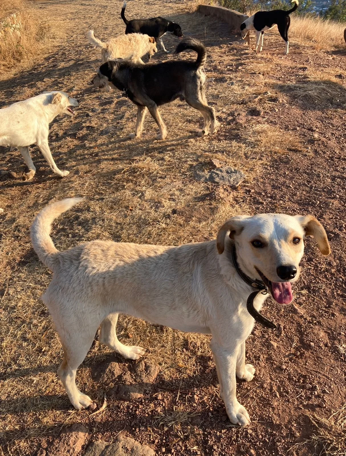 Cempasuchil rescue dog Oaxaca.jpeg