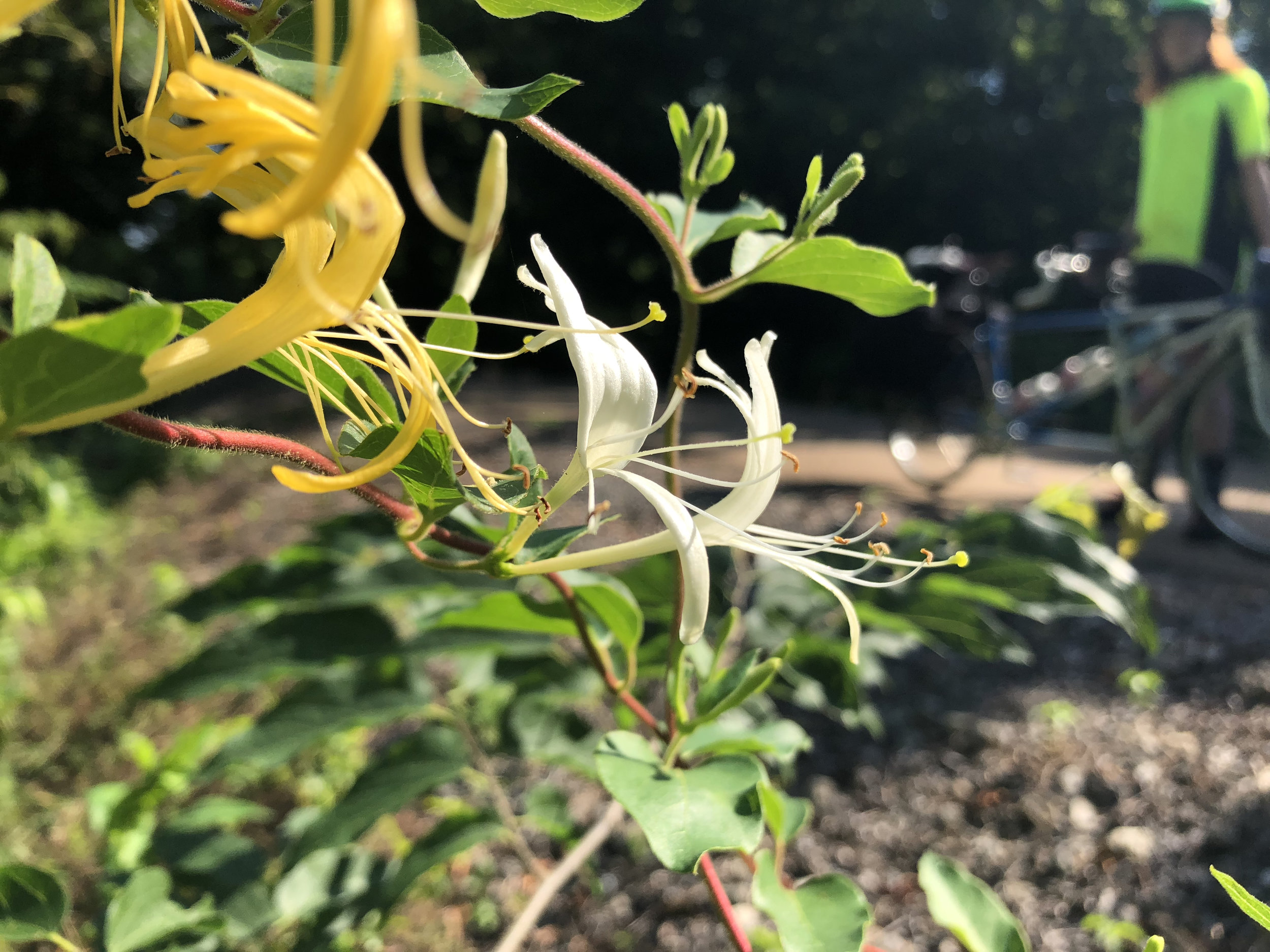 Day6Honeysuckle.jpg