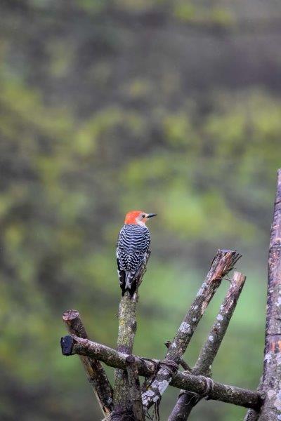 Flicker