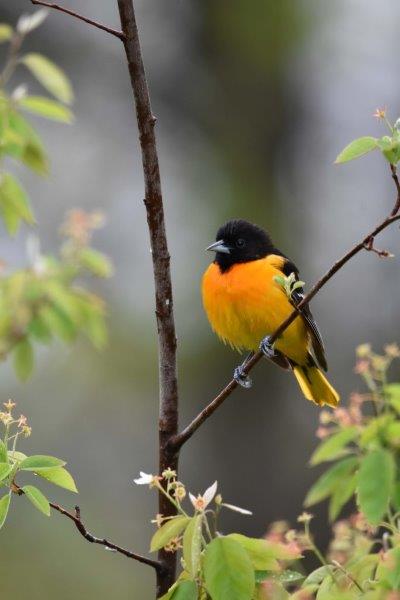 Kickapoo Valley Reserve holds bird event — Driftless Now