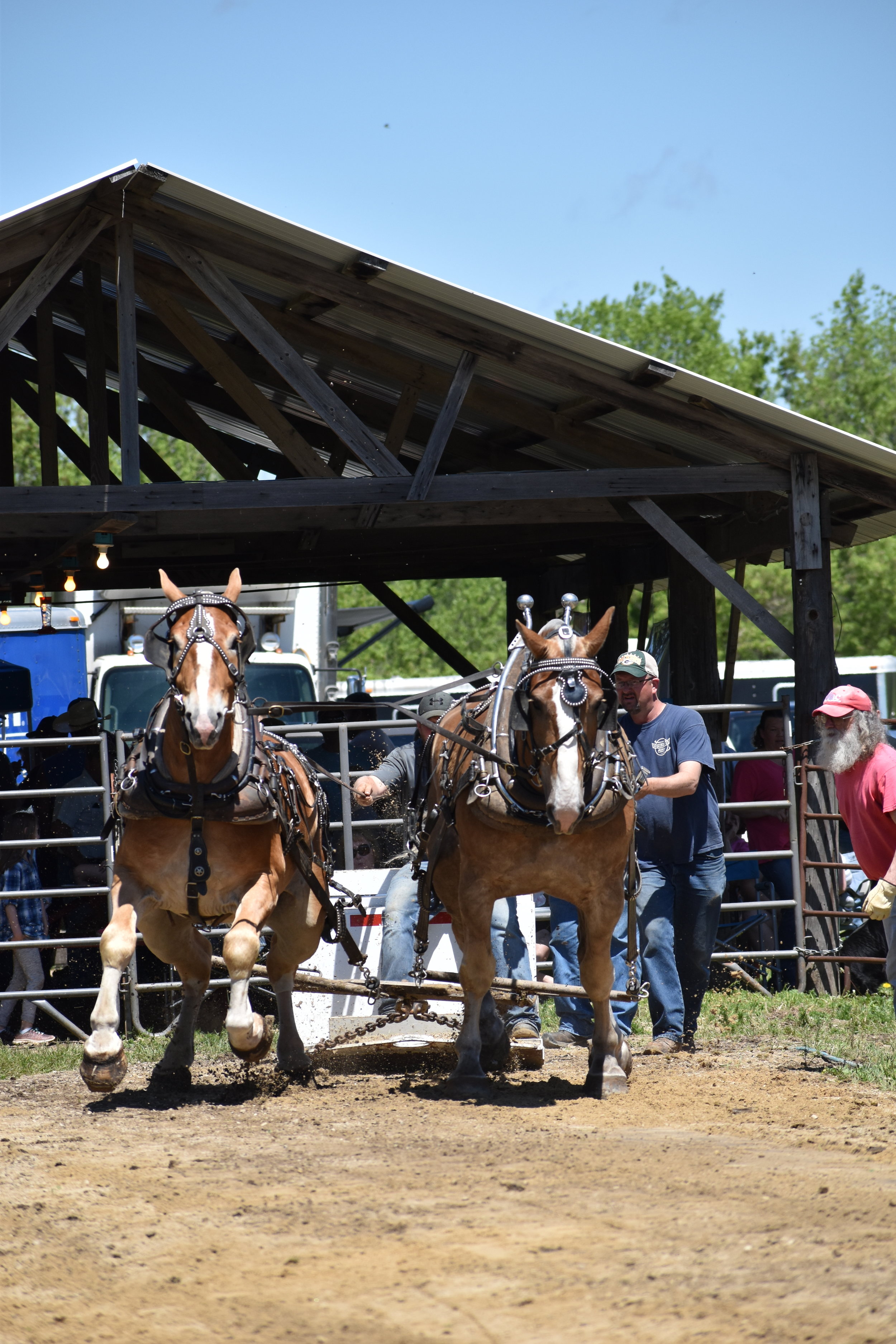  And they’re off. Horses pulling dead weight sleds that can weigh upwards of 3000 #’s. 