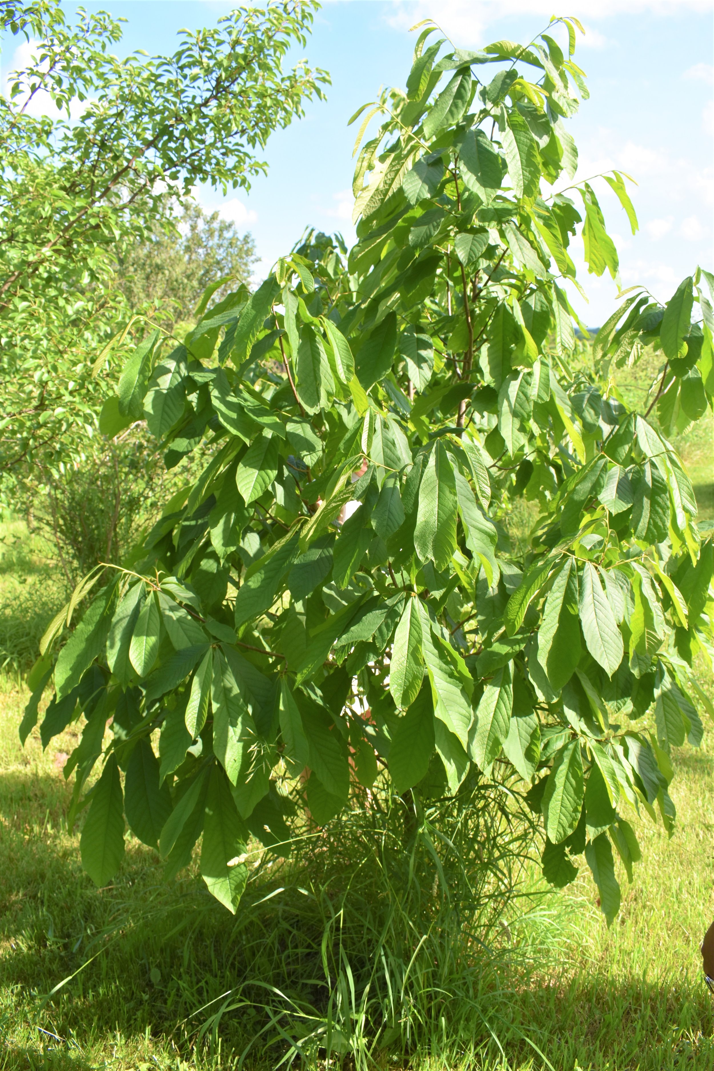 Paw Paw tree